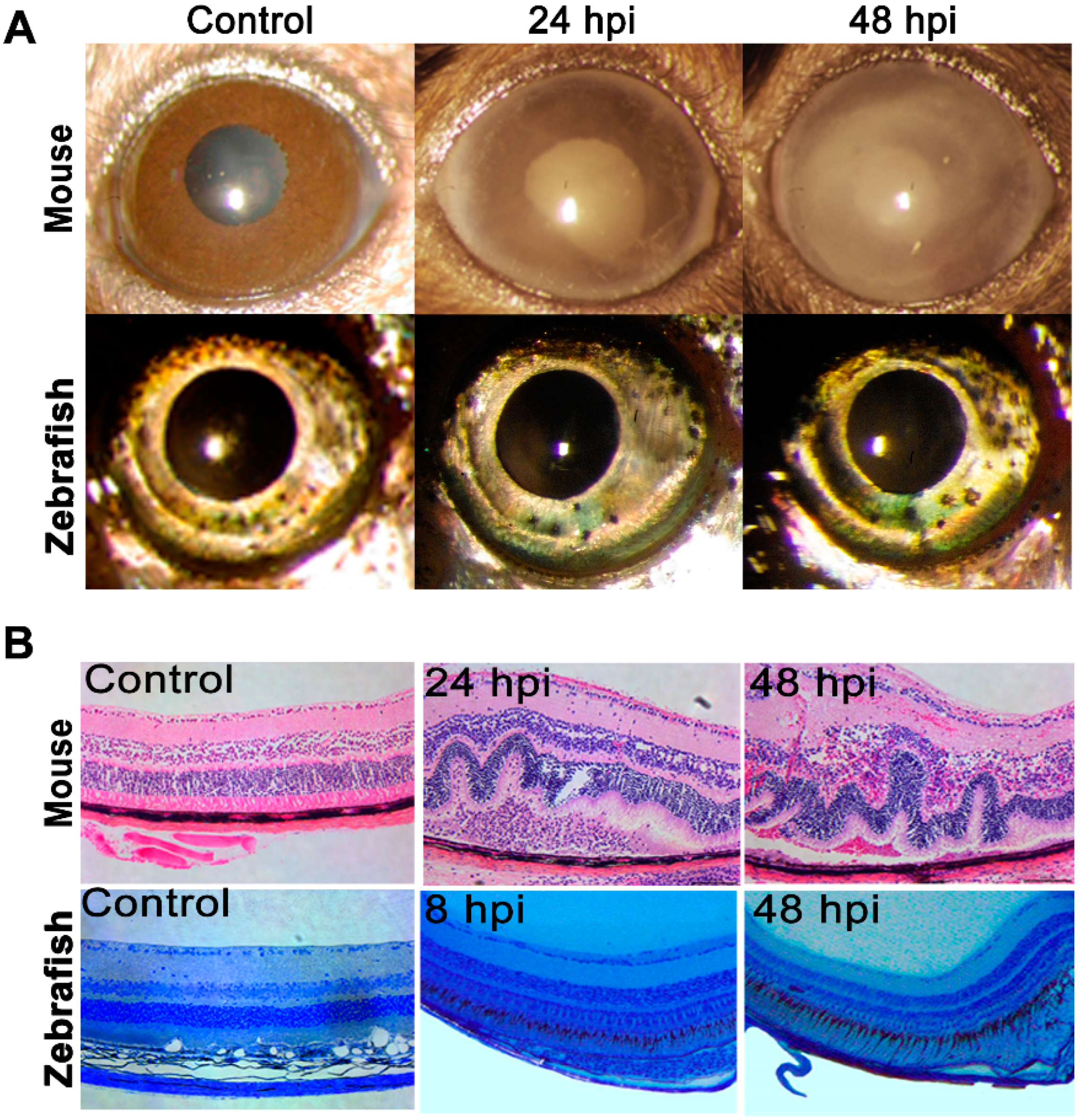 Pathogens 08 00207 g001