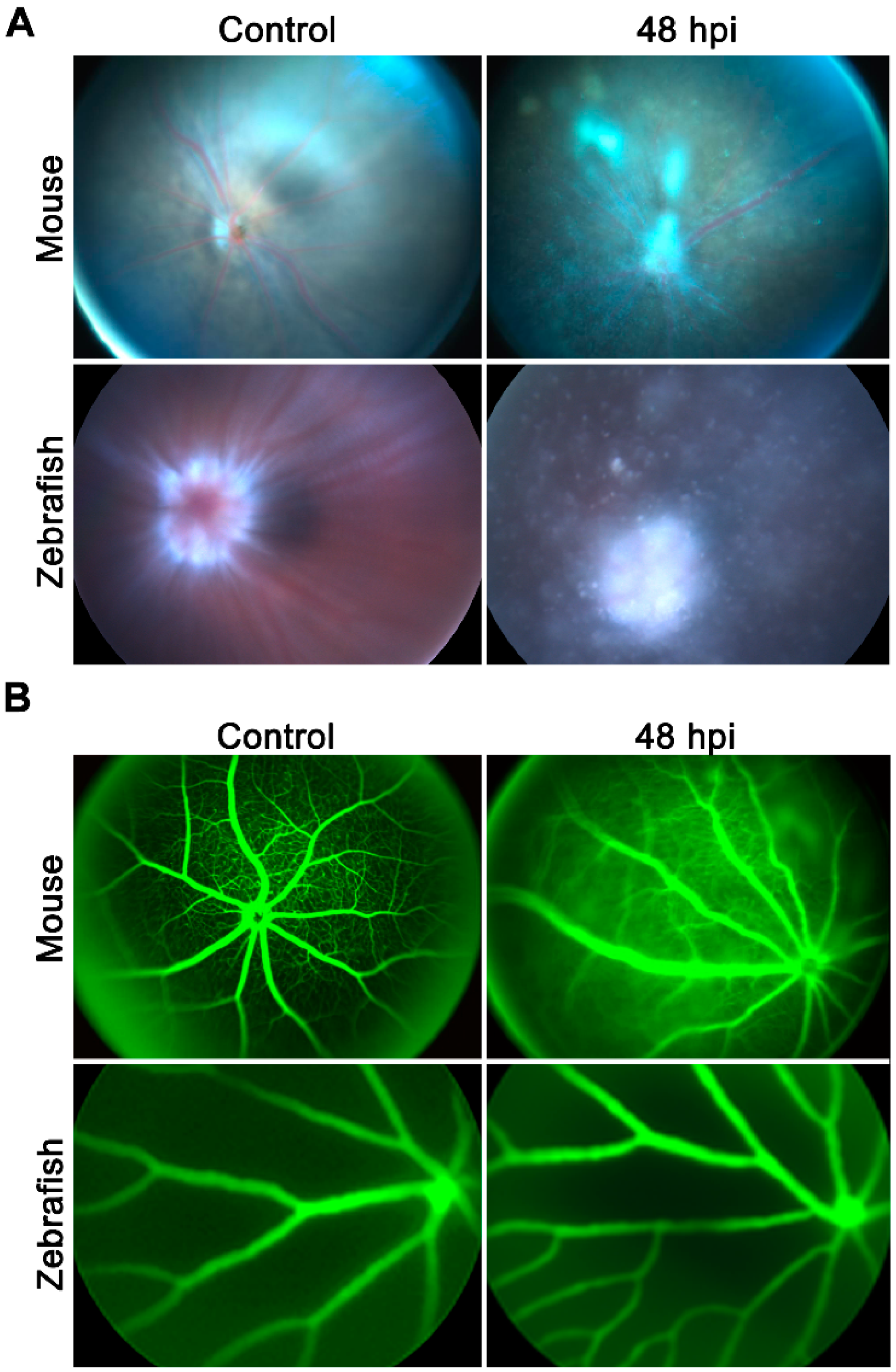 Pathogens 08 00207 g002
