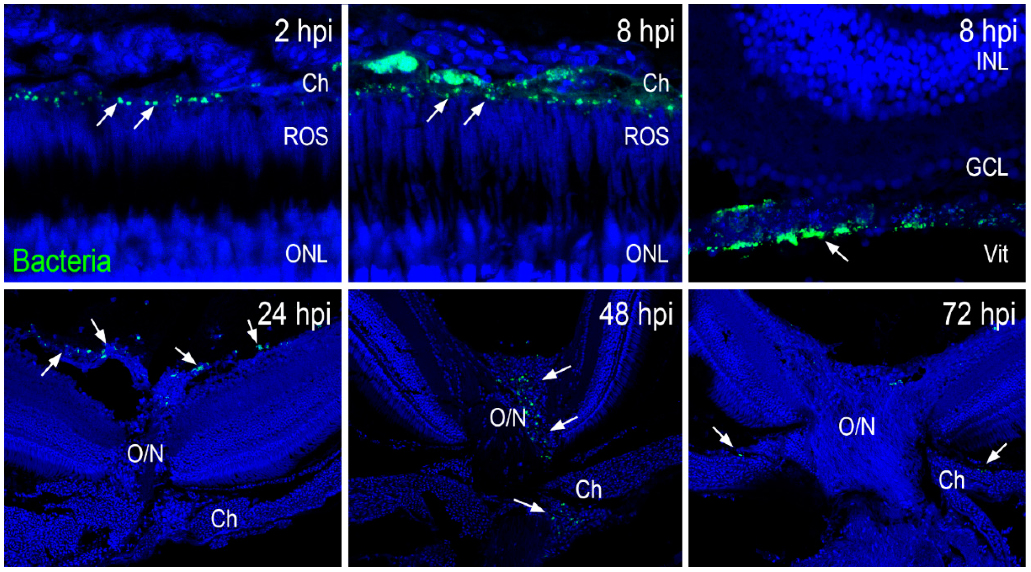 Pathogens 08 00207 g004