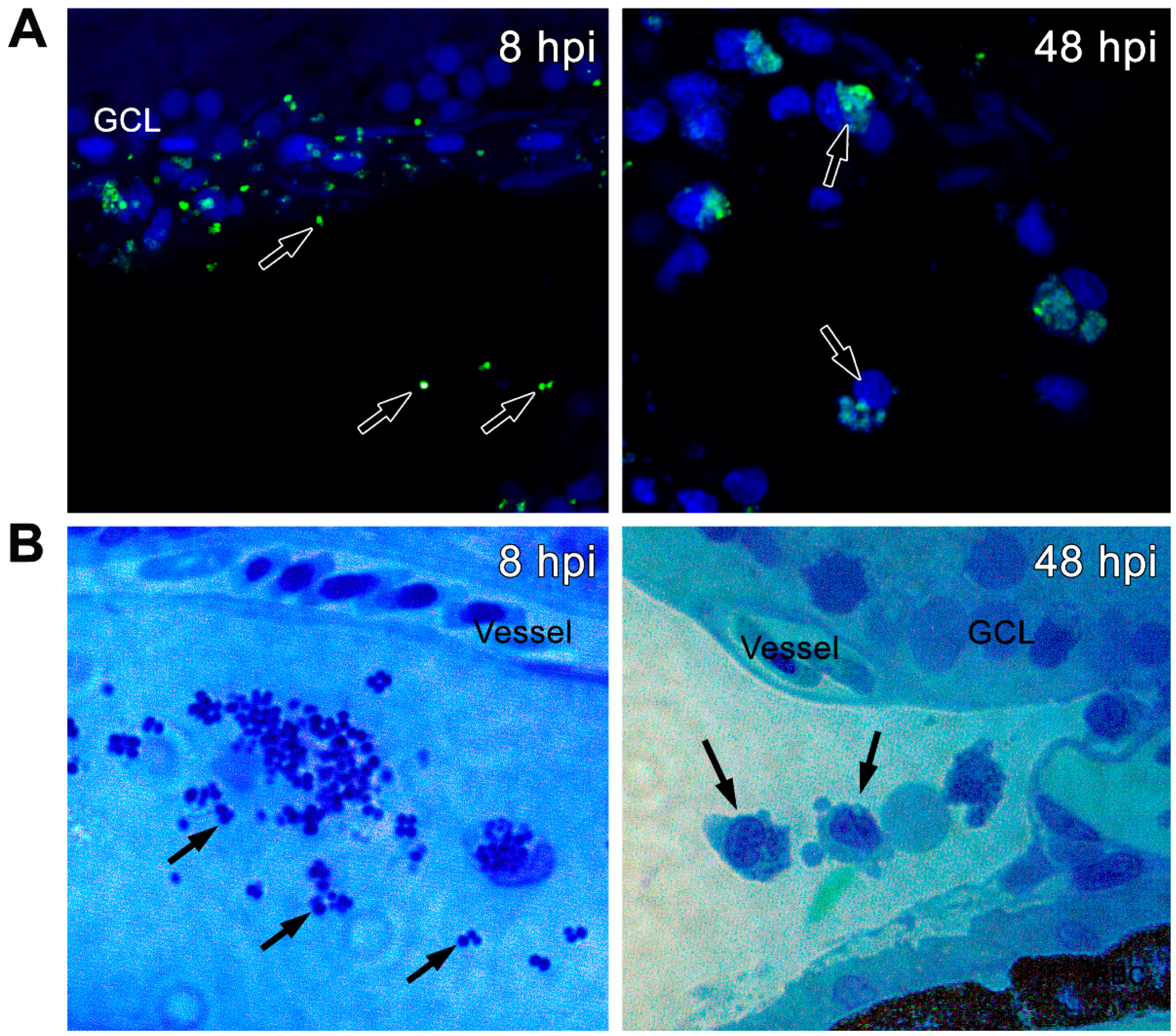 Pathogens 08 00207 g005