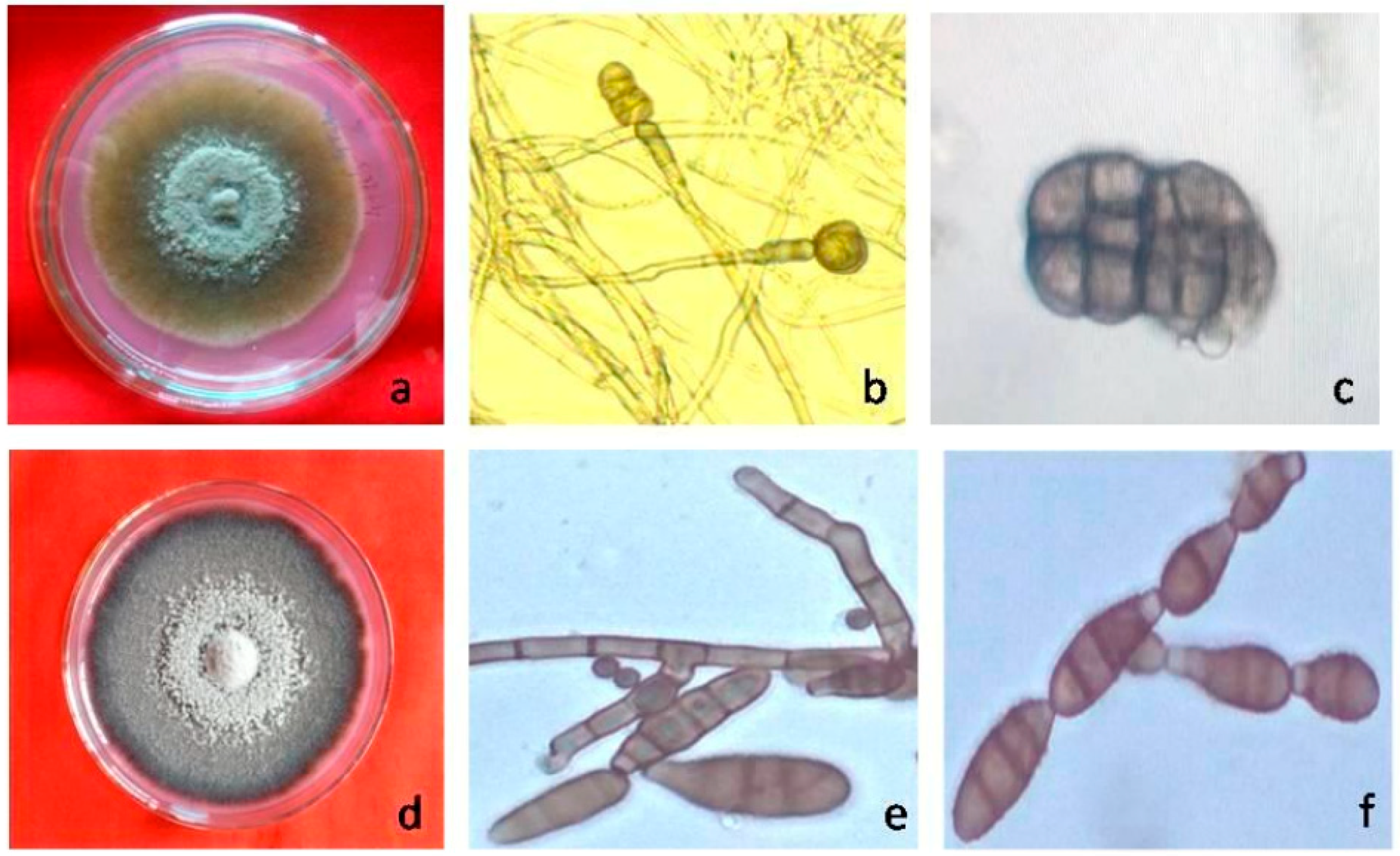 Pathogens 08 00225 g003 Pathogens 08 00225 g003