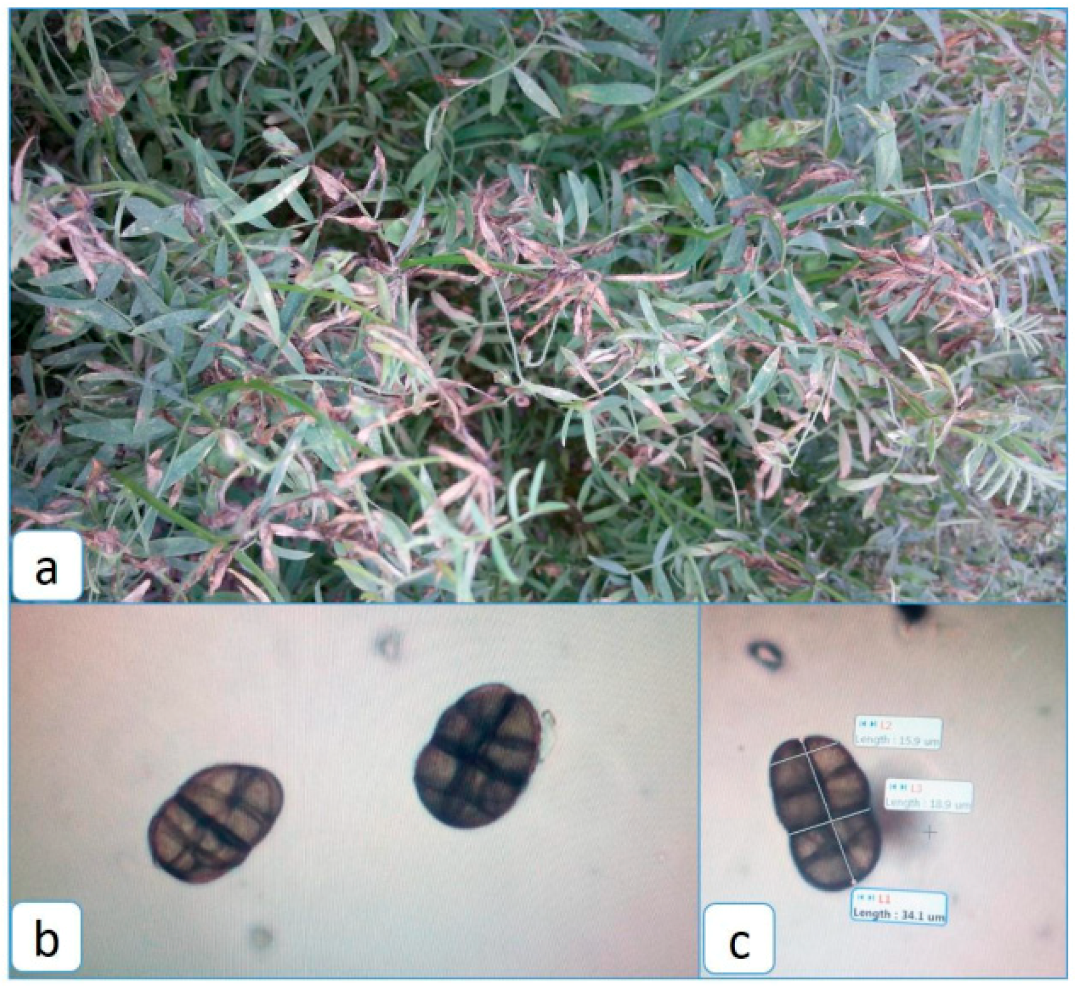 Pathogens 08 00225 g006 Pathogens 08 00225 g006