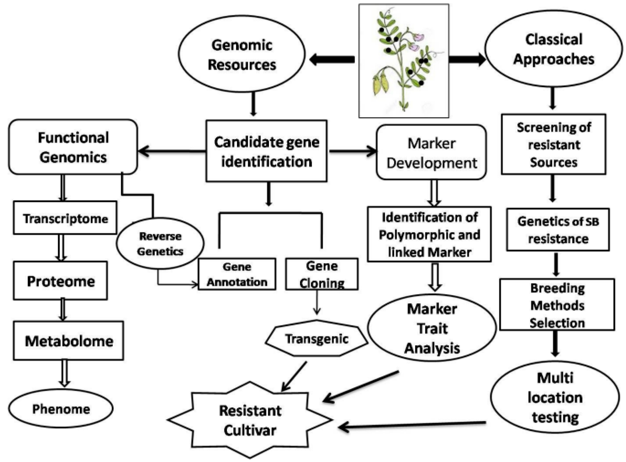 Pathogens 08 00225 g007 Pathogens 08 00225 g007