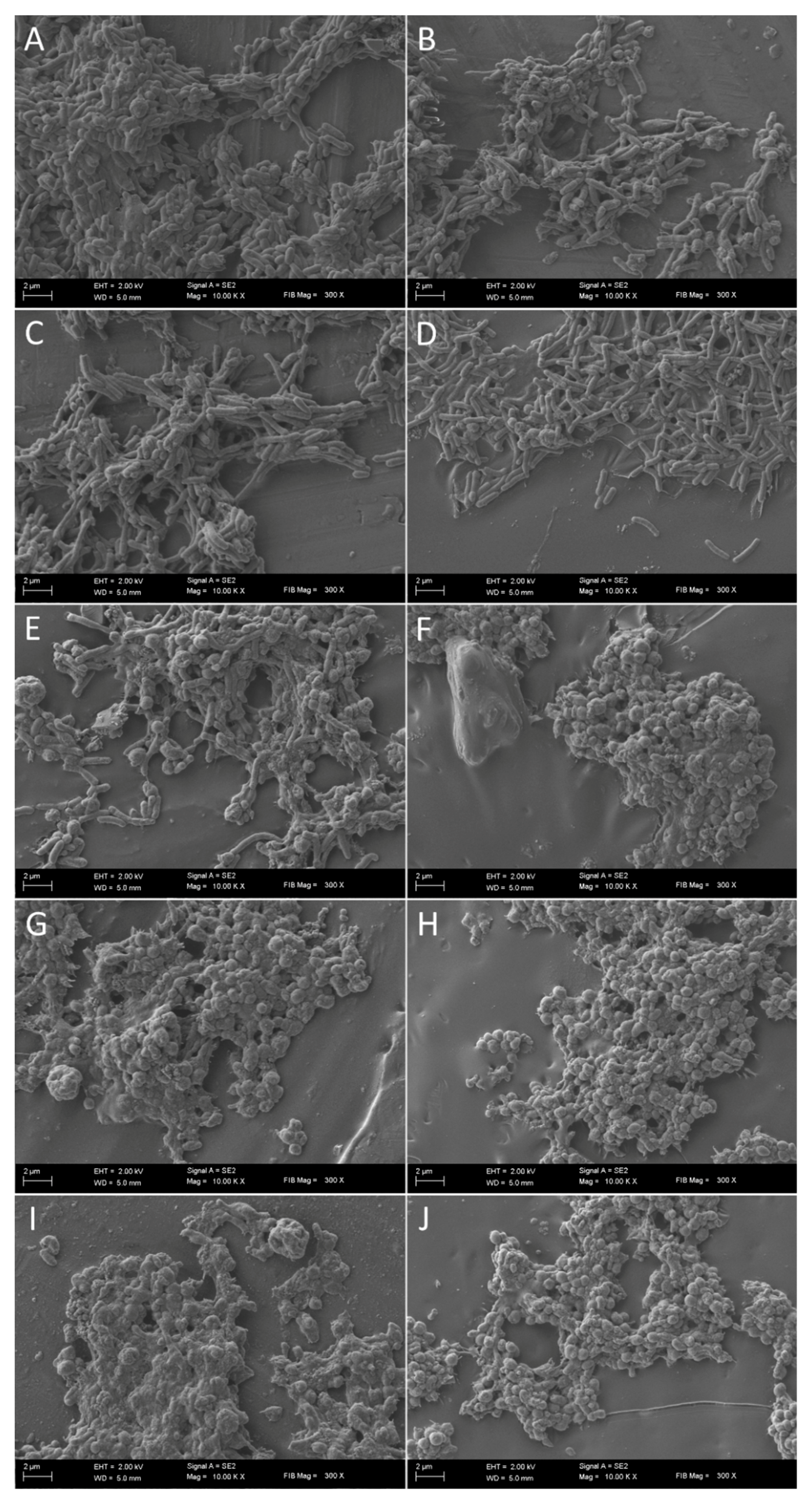 Pathogens 08 00228 g005 Pathogens 08 00228 g005