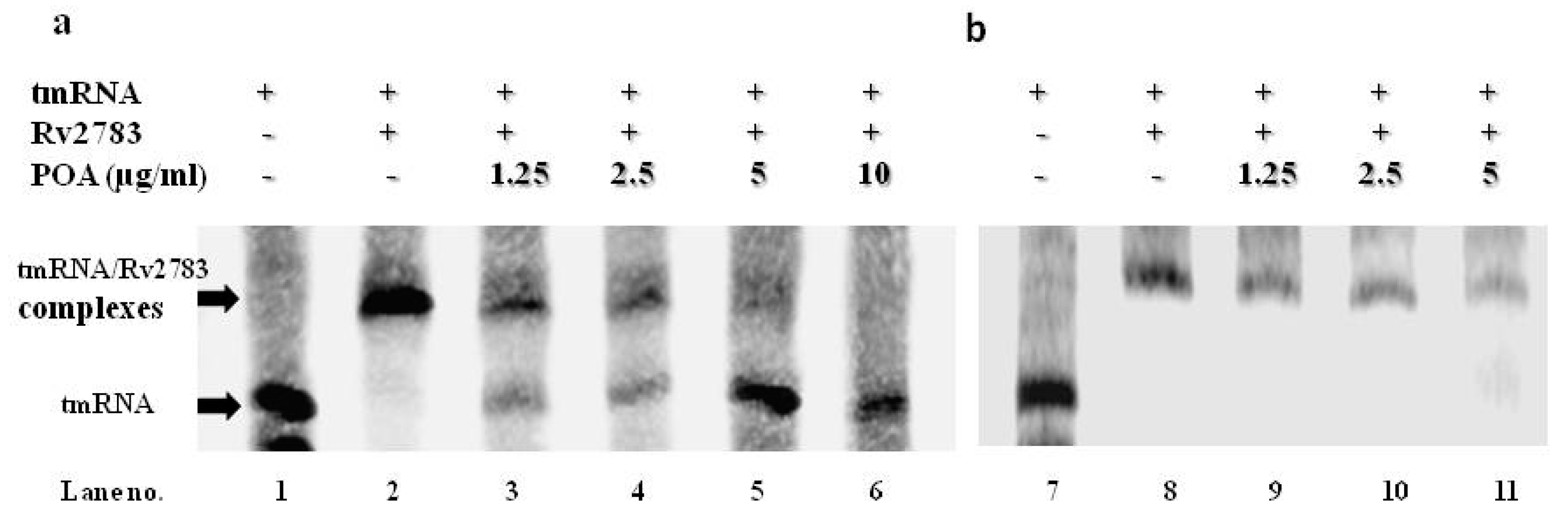 Pathogens 08 00230 g004