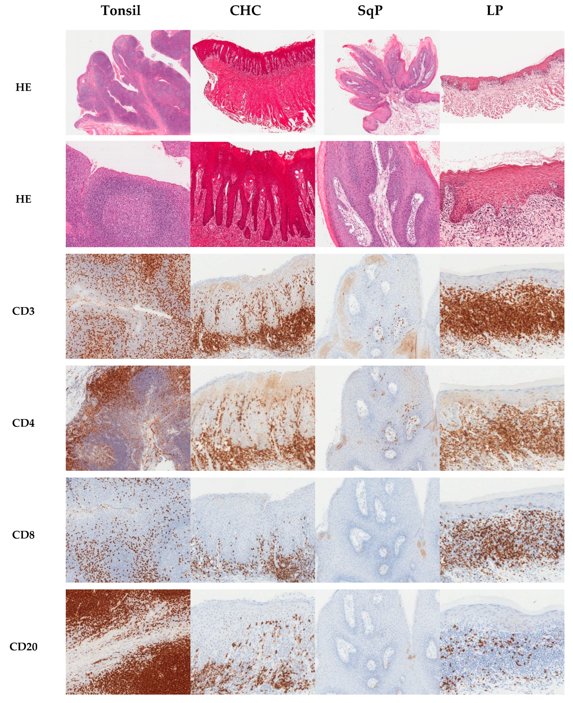 Pathogens 08 00232 g001