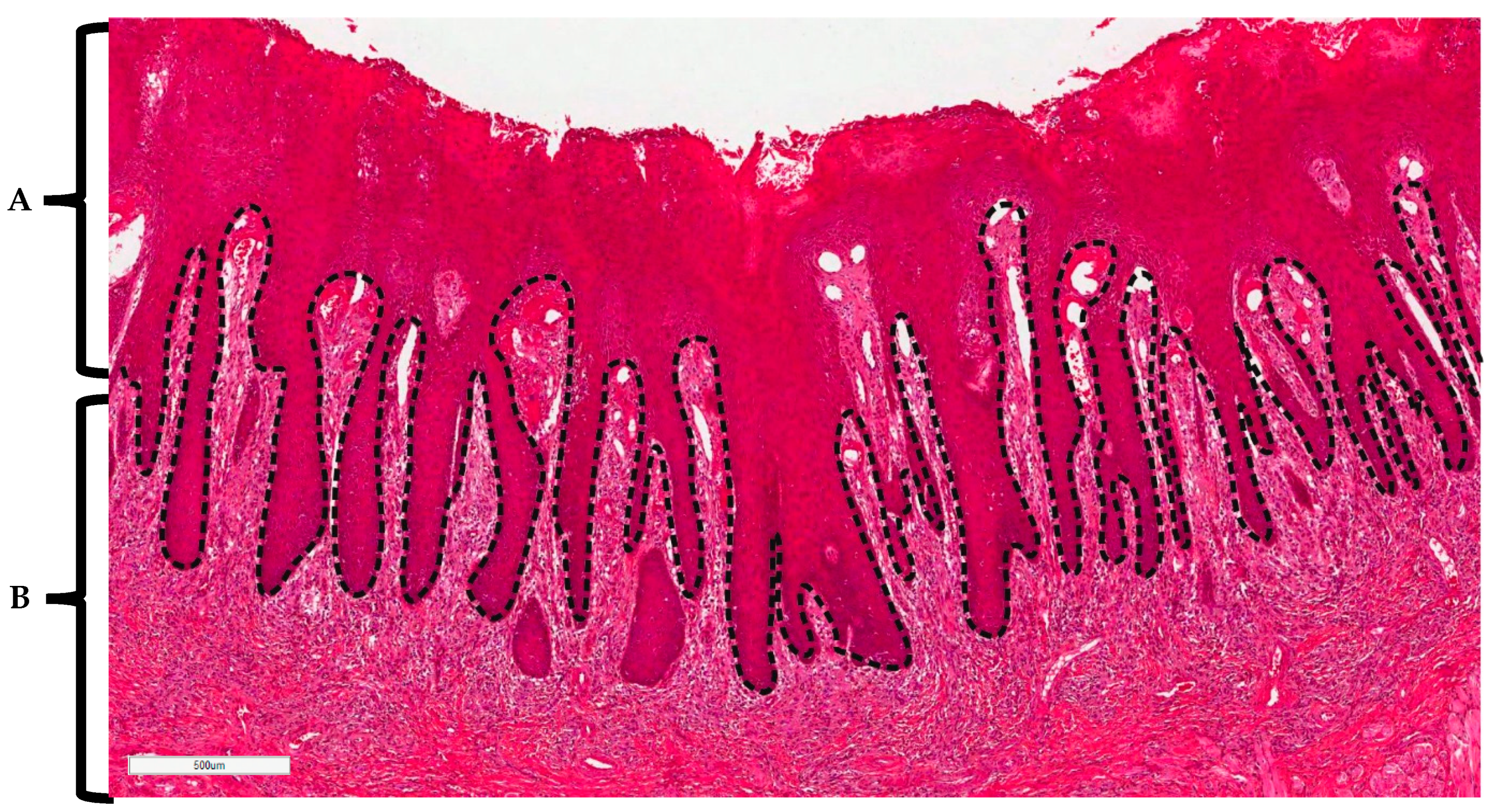 Pathogens 08 00232 g006
