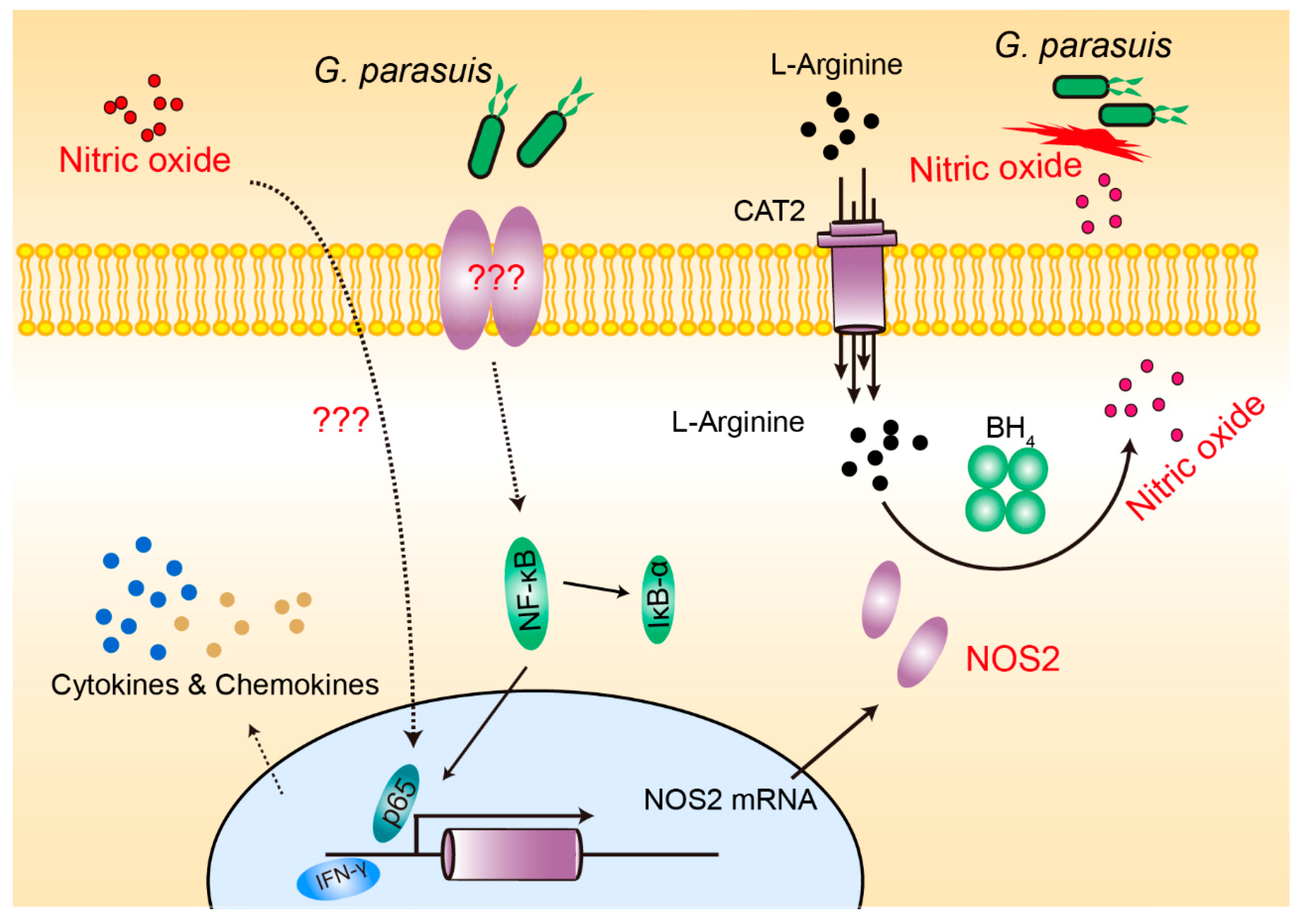 Pathogens 08 00234 g006