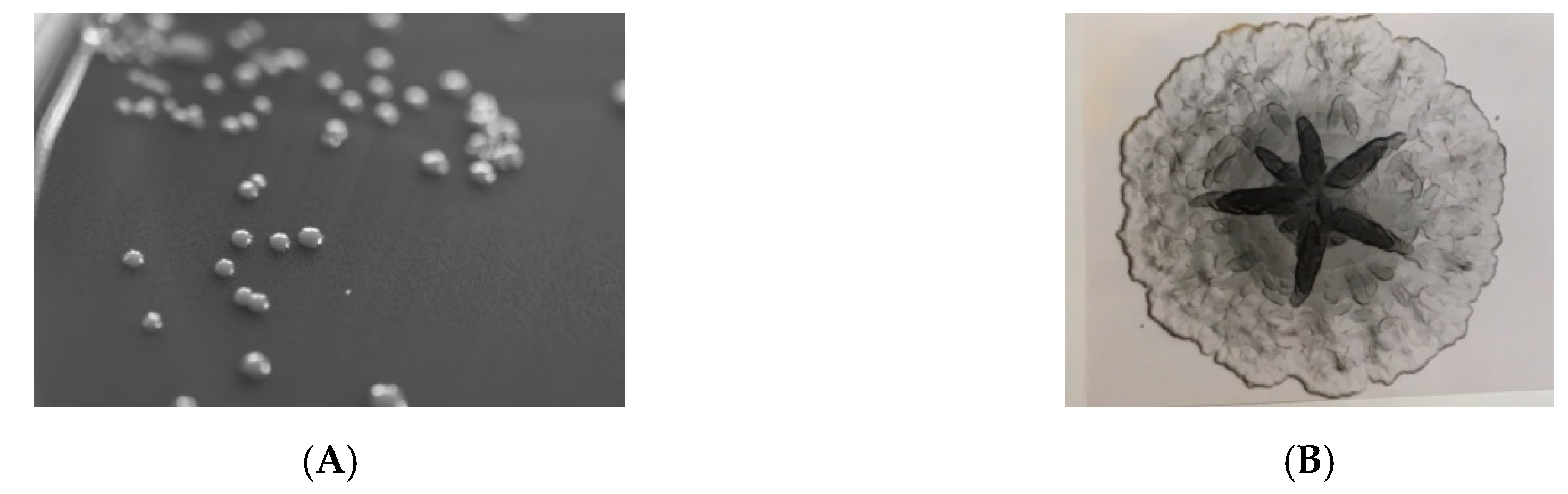 Pathogens 08 00243 g002