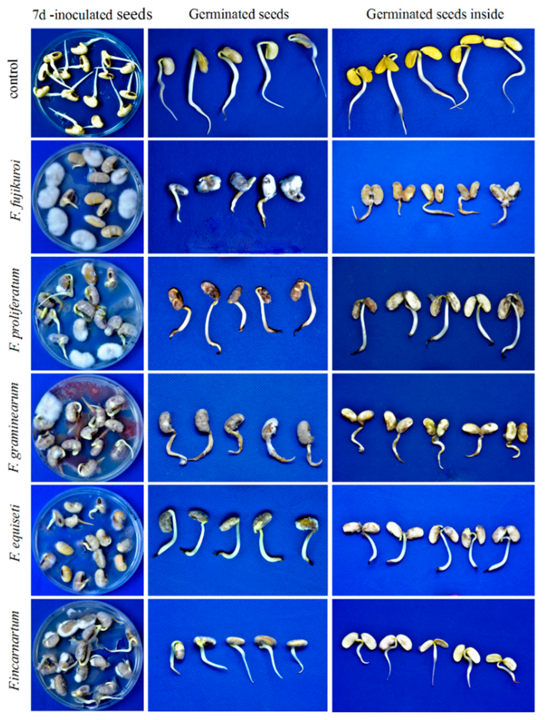 Pathogens 08 00245 g003 Pathogens 08 00245 g003