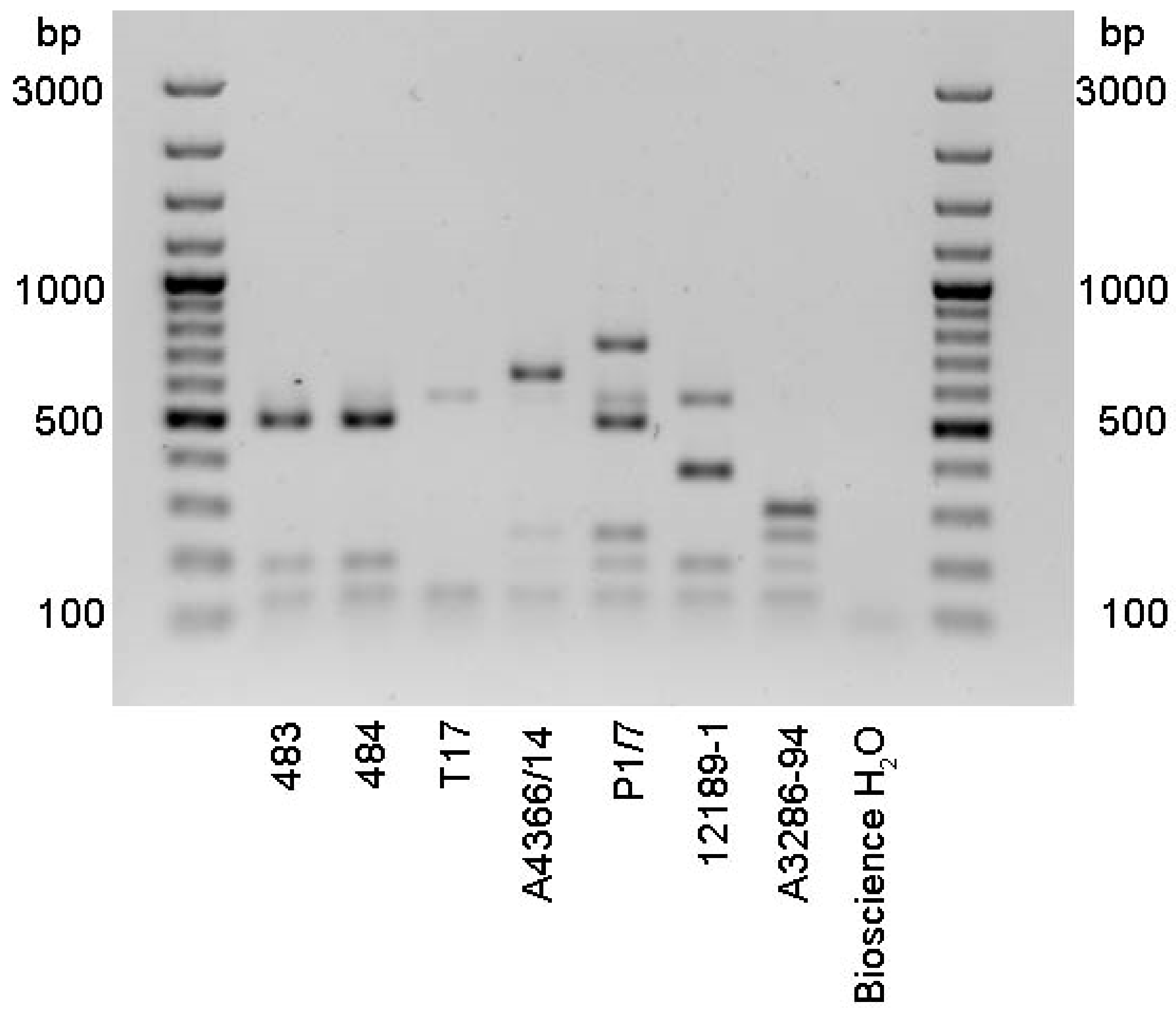 Pathogens 08 00249 g0a1 Pathogens 08 00249 g0a1