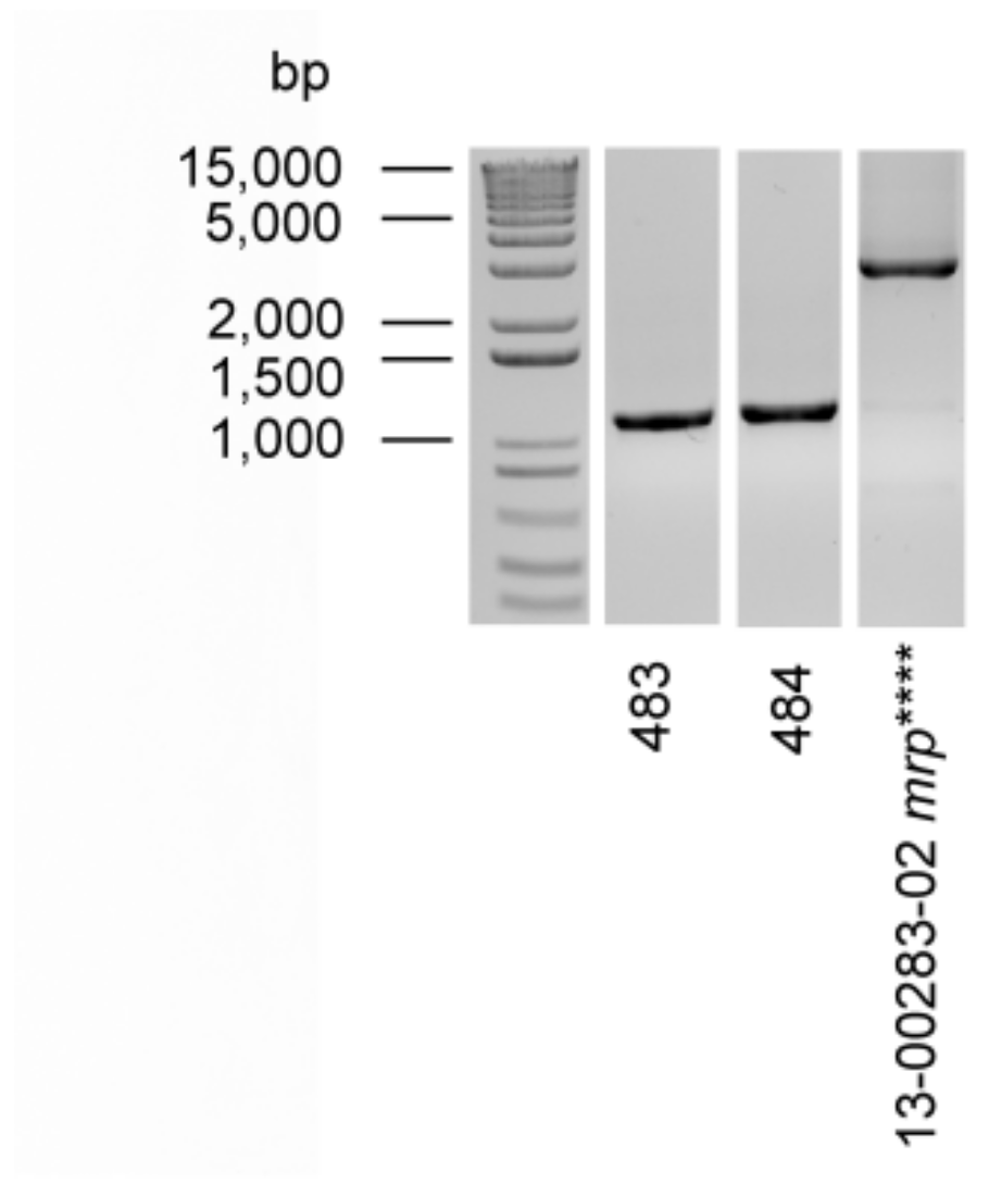 Pathogens 08 00249 g0a2 Pathogens 08 00249 g0a2
