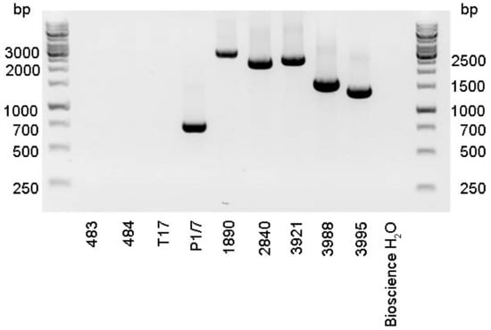 Pathogens 08 00249 g0a3