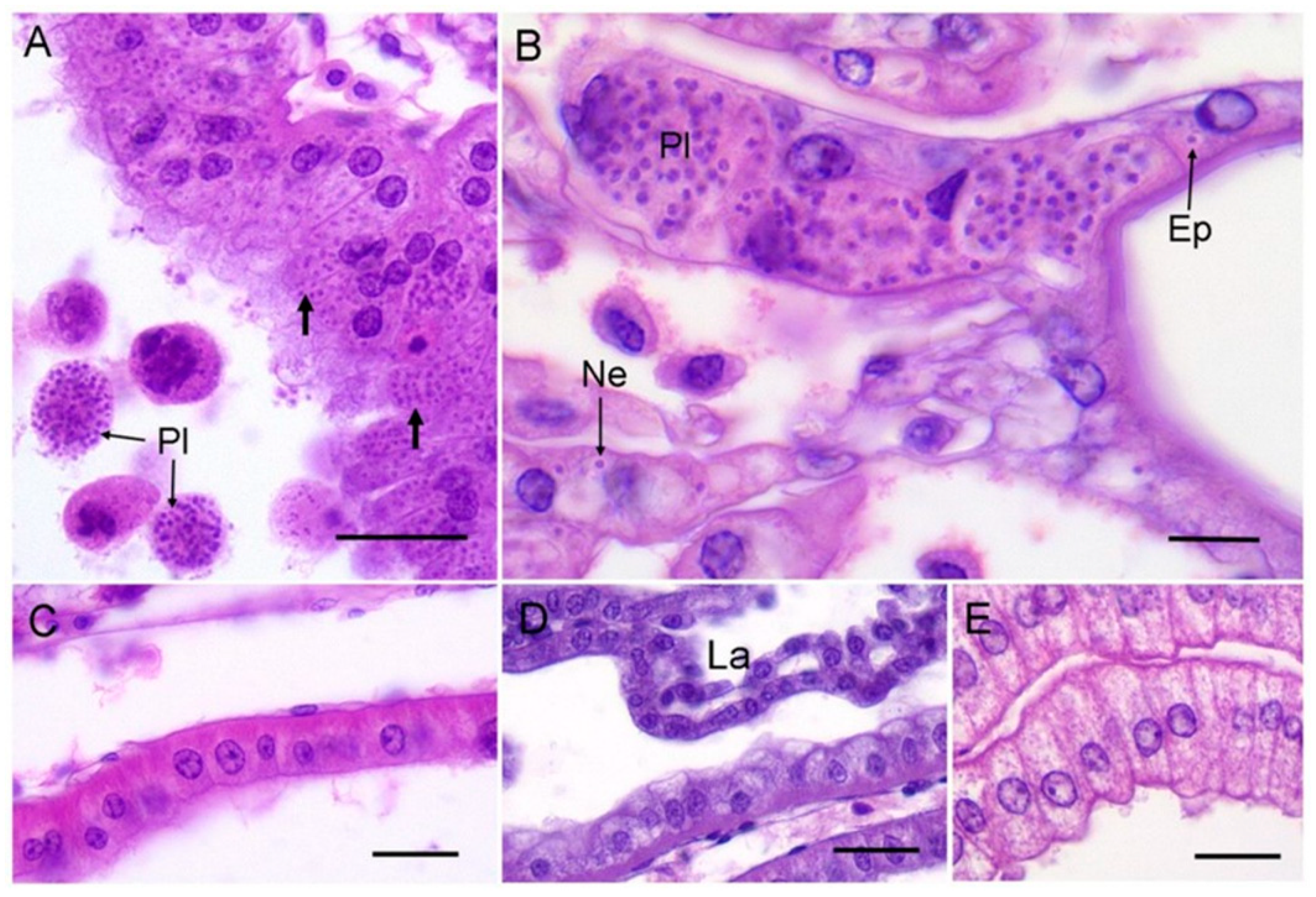 Pathogens 08 00252 g002