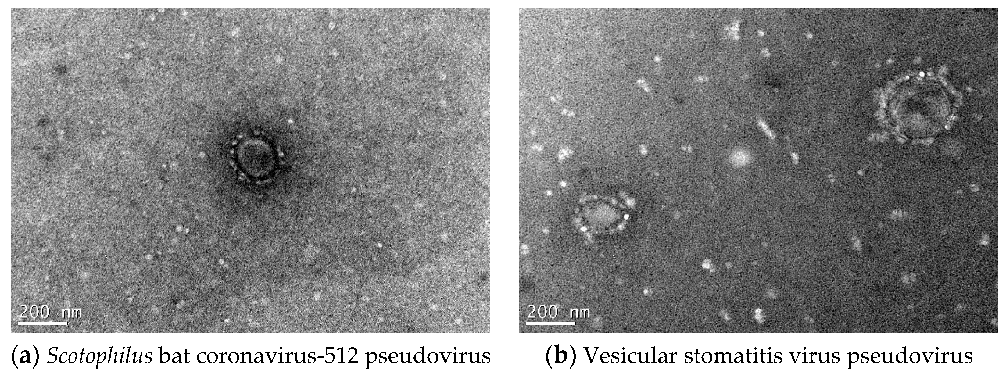 Pathogens 08 00259 g004