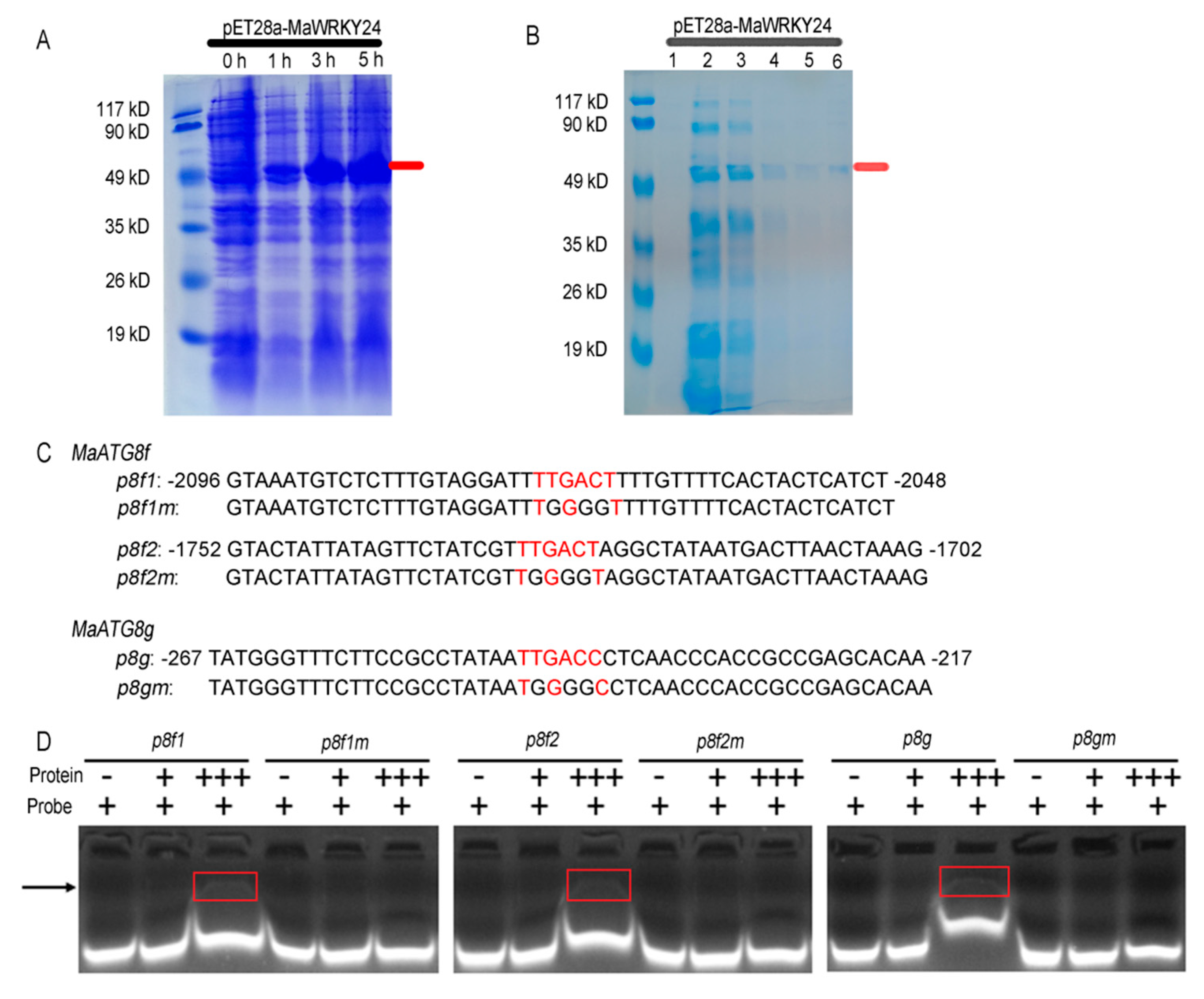 Pathogens 08 00264 g007 Pathogens 08 00264 g007