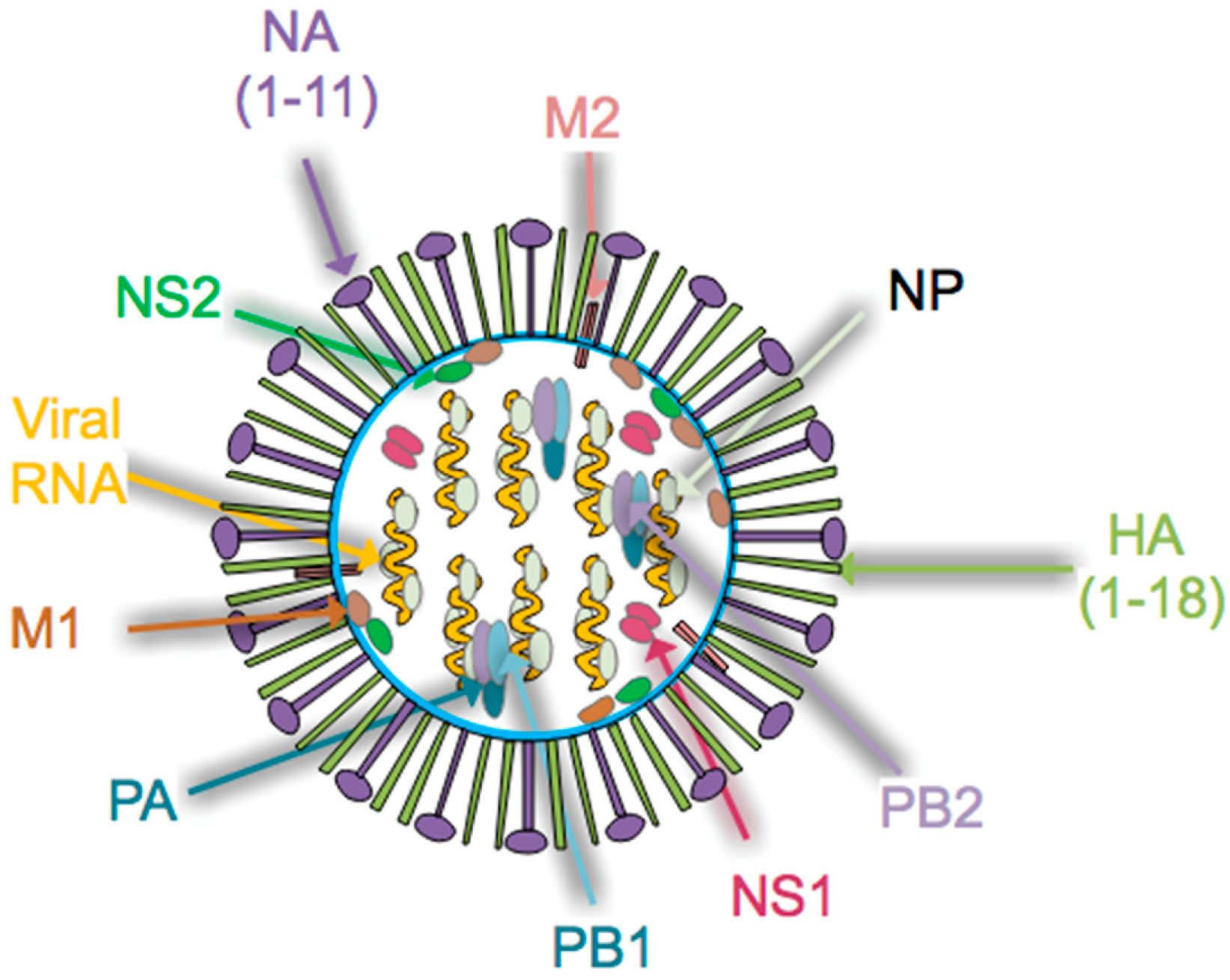 Pathogens 08 00265 g001
