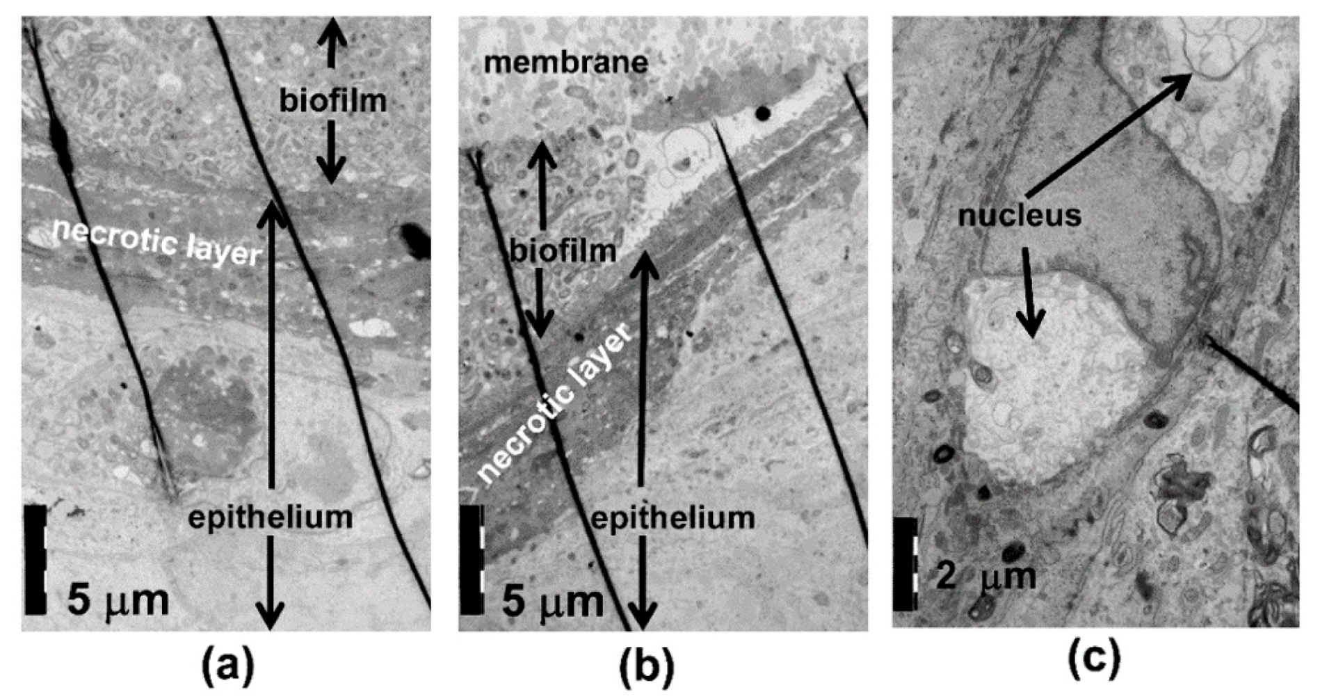 Pathogens 08 00278 g004