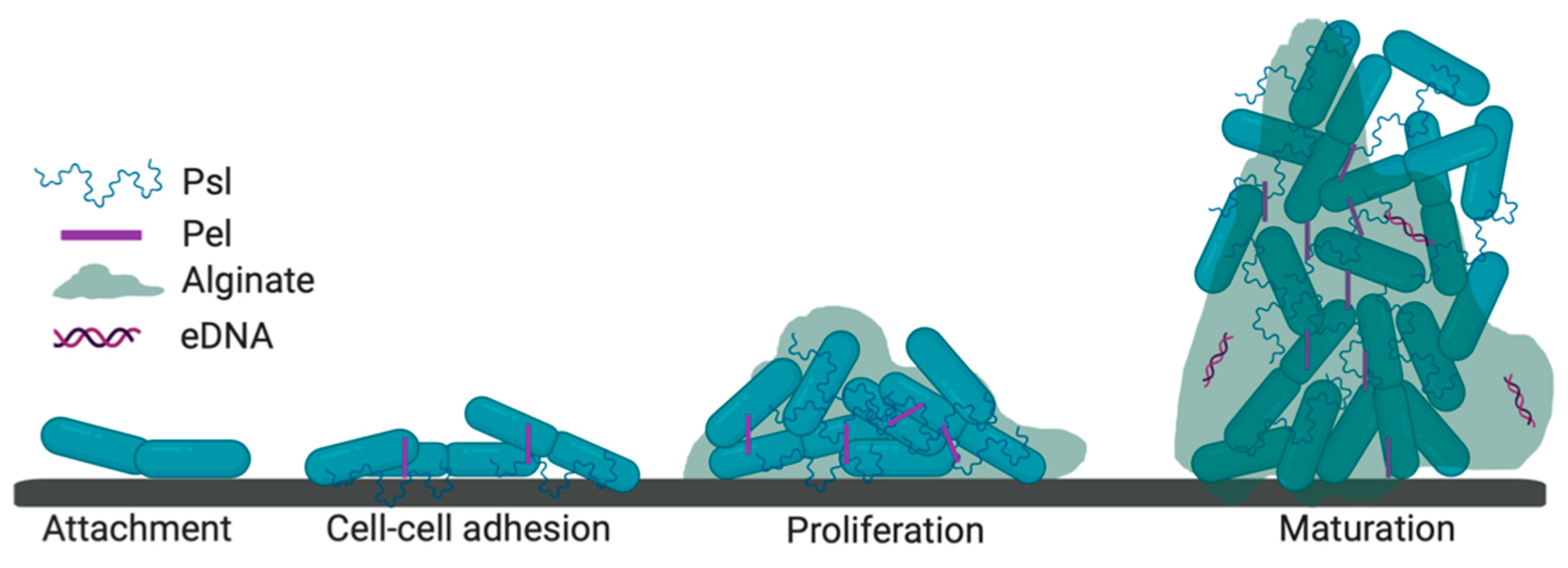 Pathogens 08 00283 g001