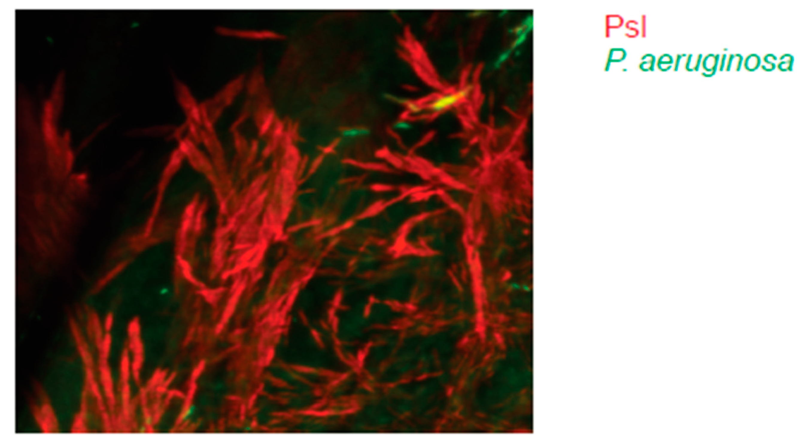 Pathogens 08 00283 g002