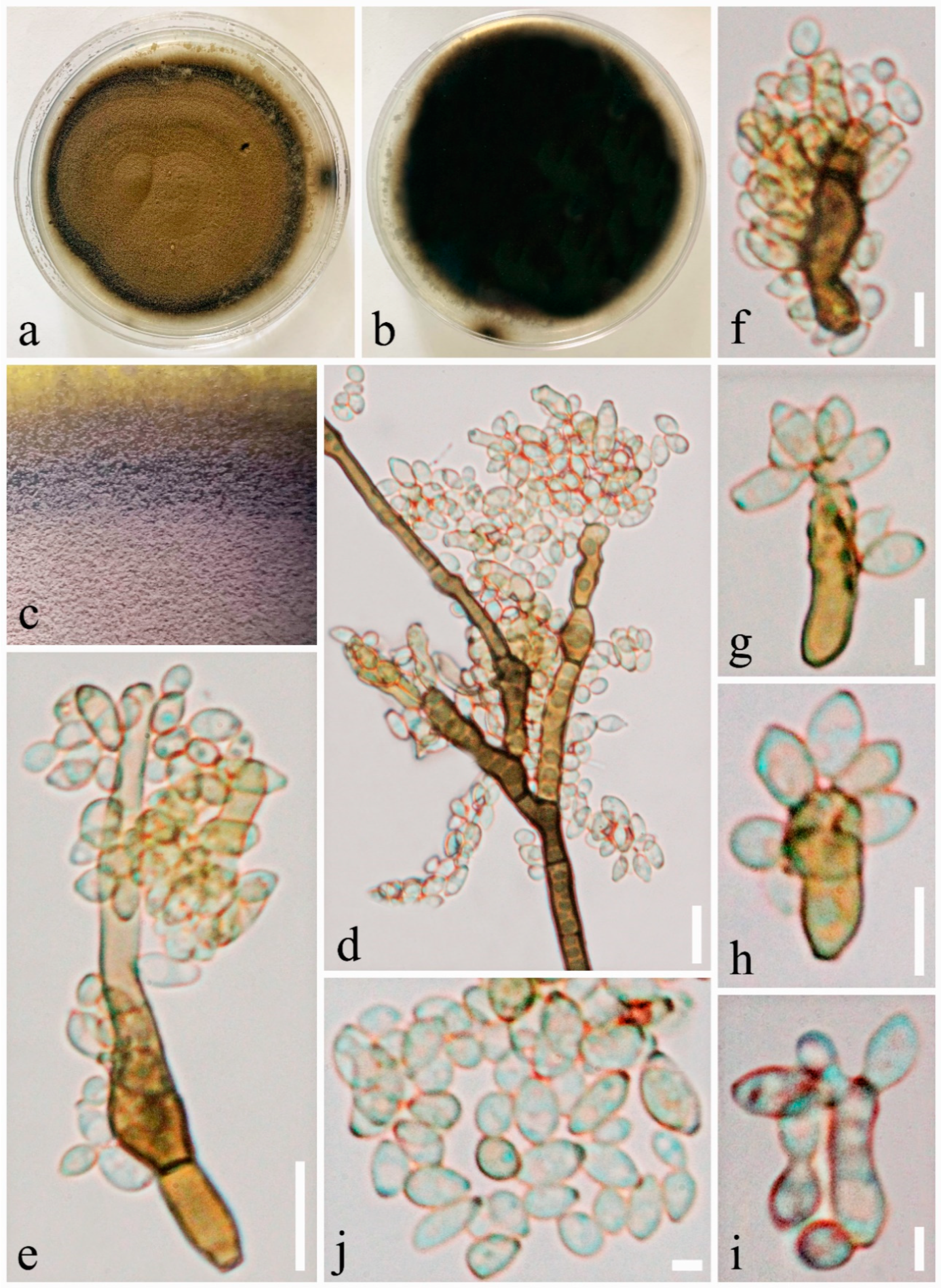 Pathogens 08 00285 g003