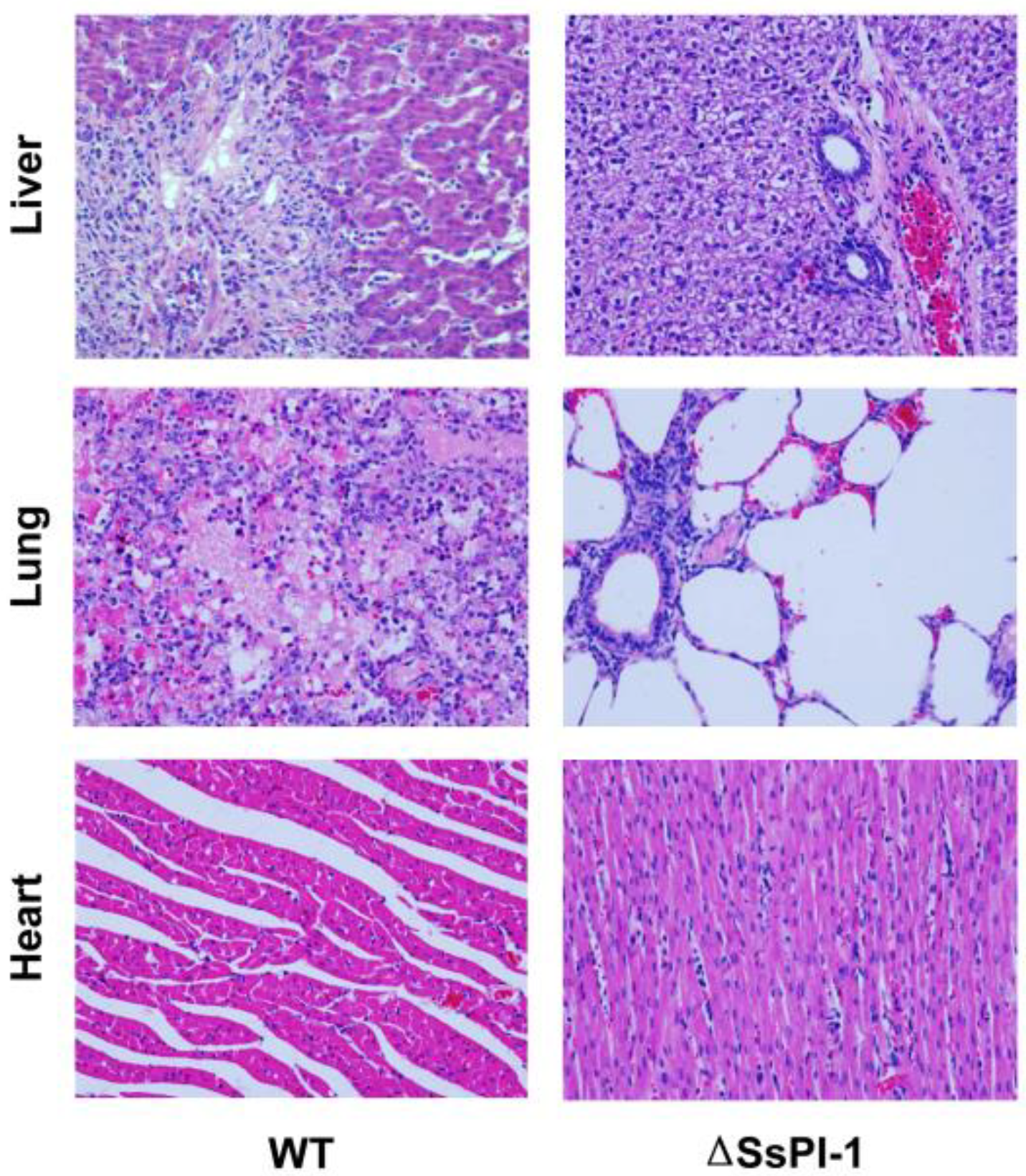 Pathogens 08 00287 g004