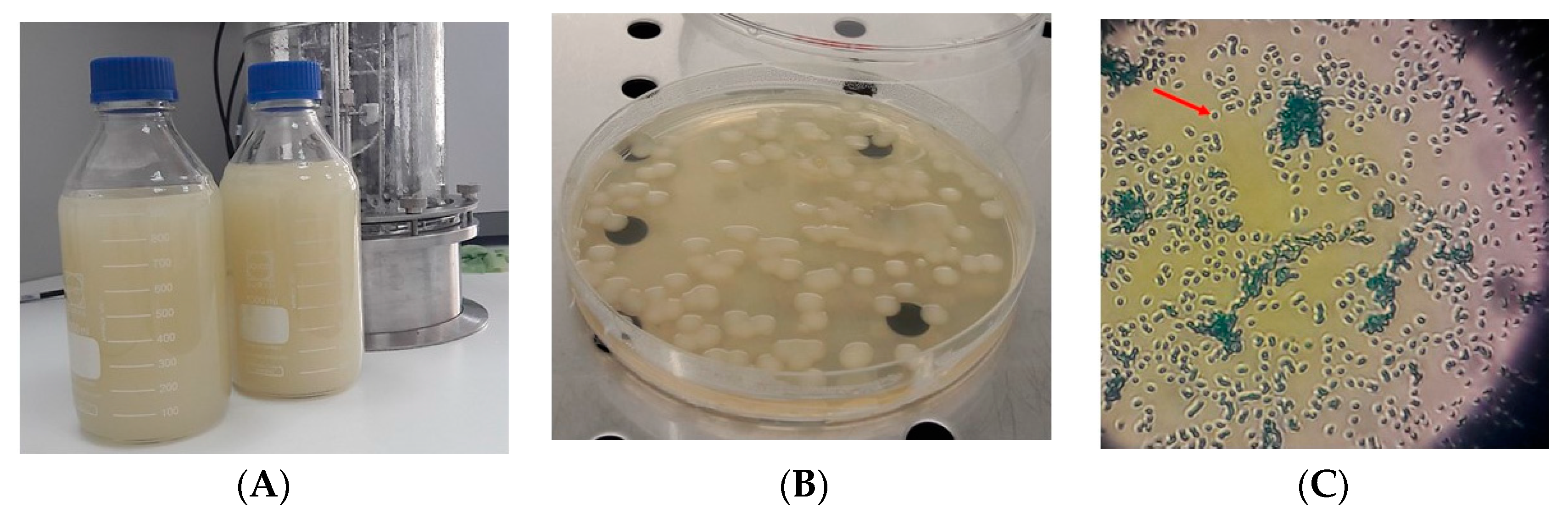 Pathogens 08 00293 g002 Pathogens 08 00293 g002