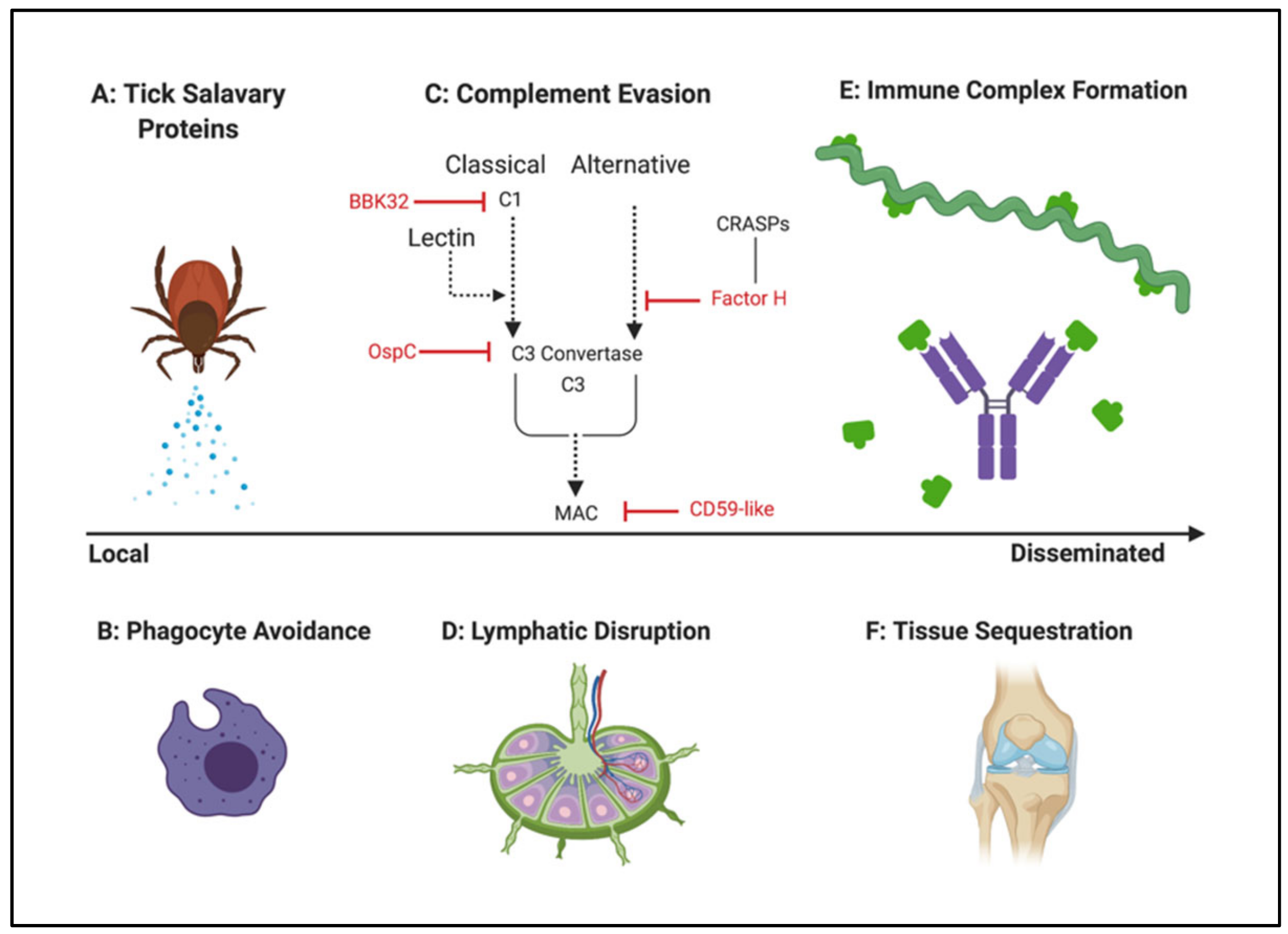 Pathogens 08 00299 g003