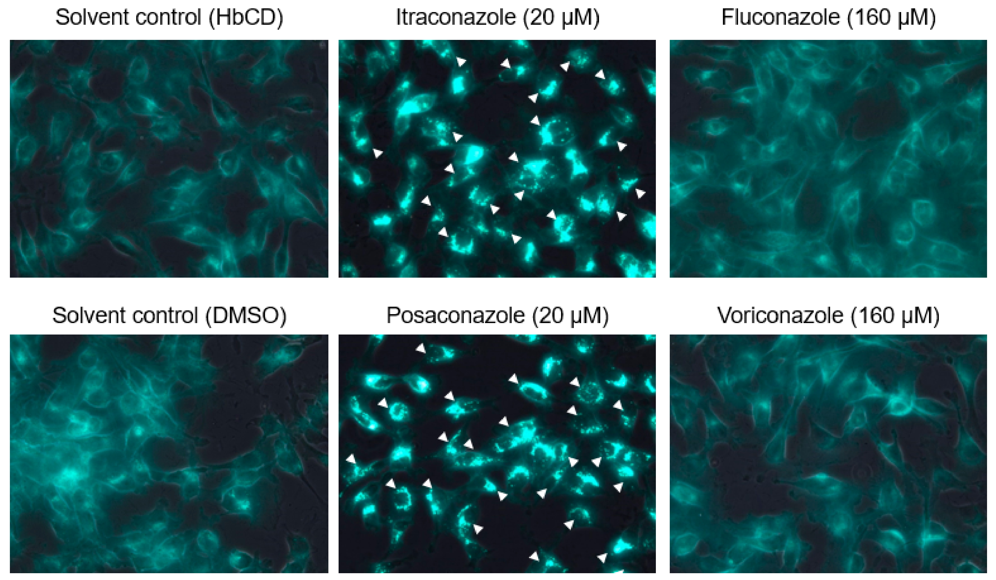 Pathogens 08 00300 g004