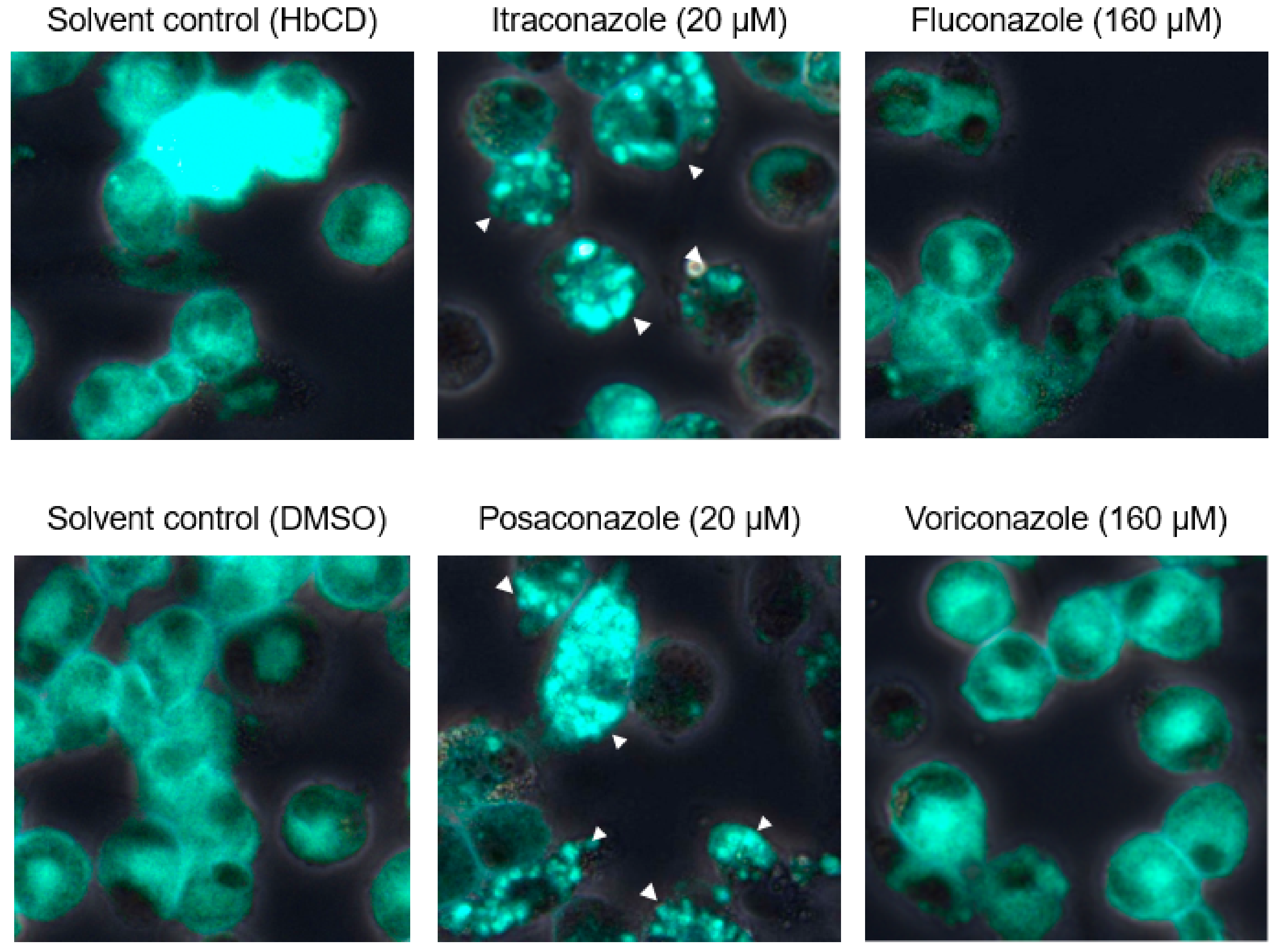 Pathogens 08 00300 g007