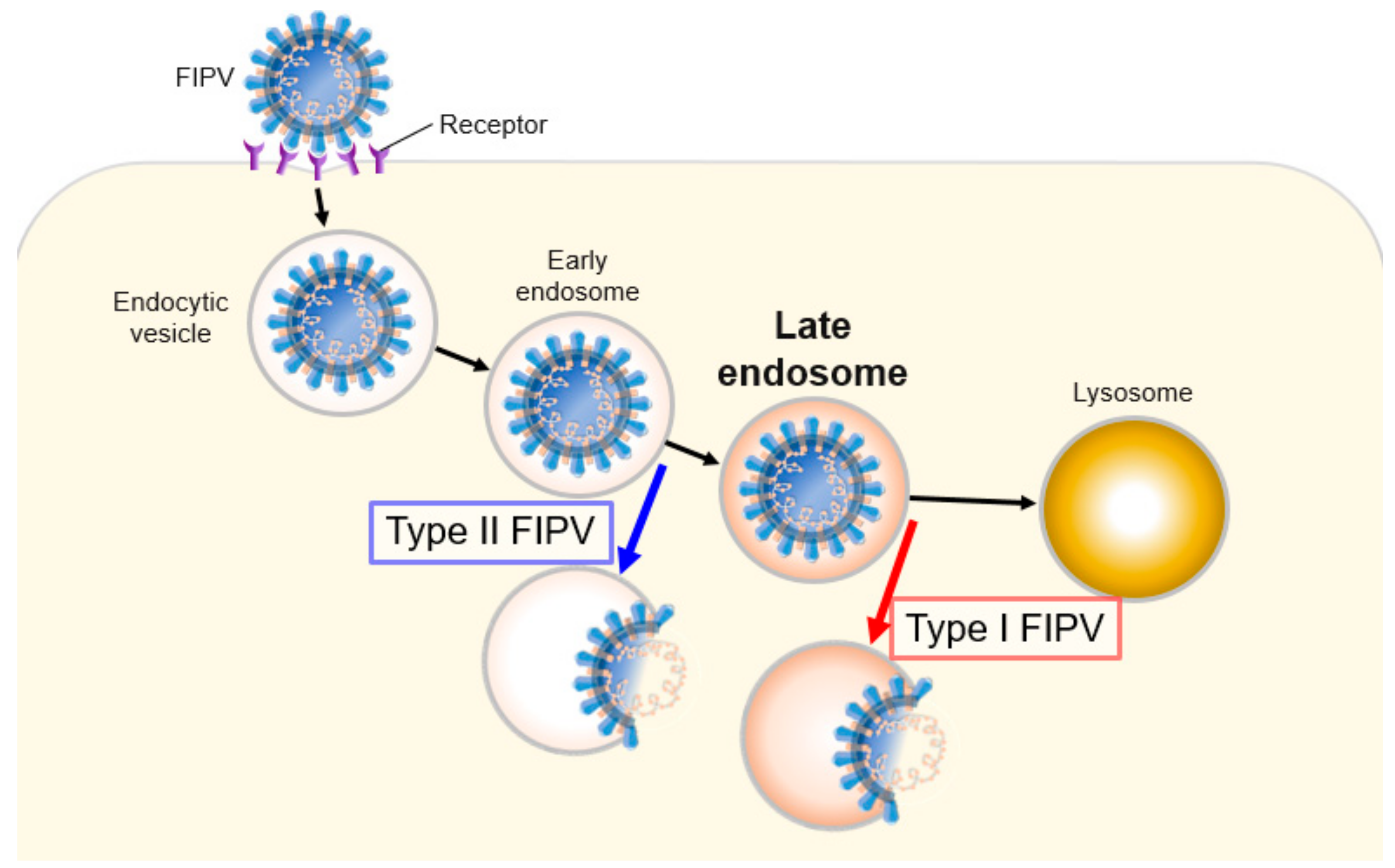 Pathogens 08 00300 g009