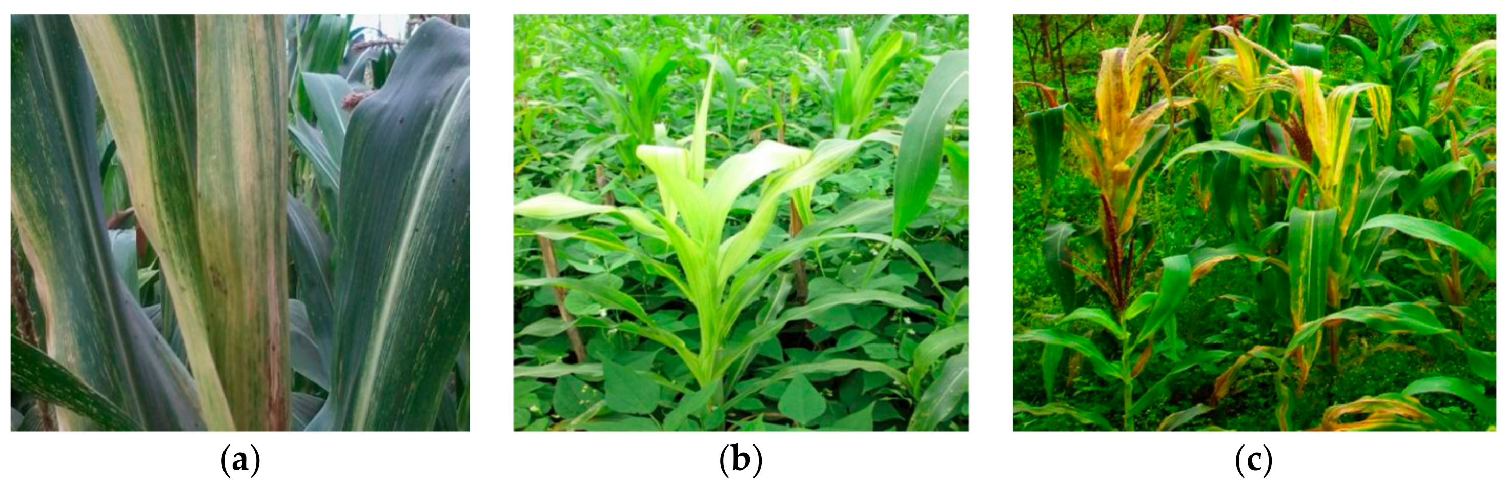 Pathogens 09 00004 g003