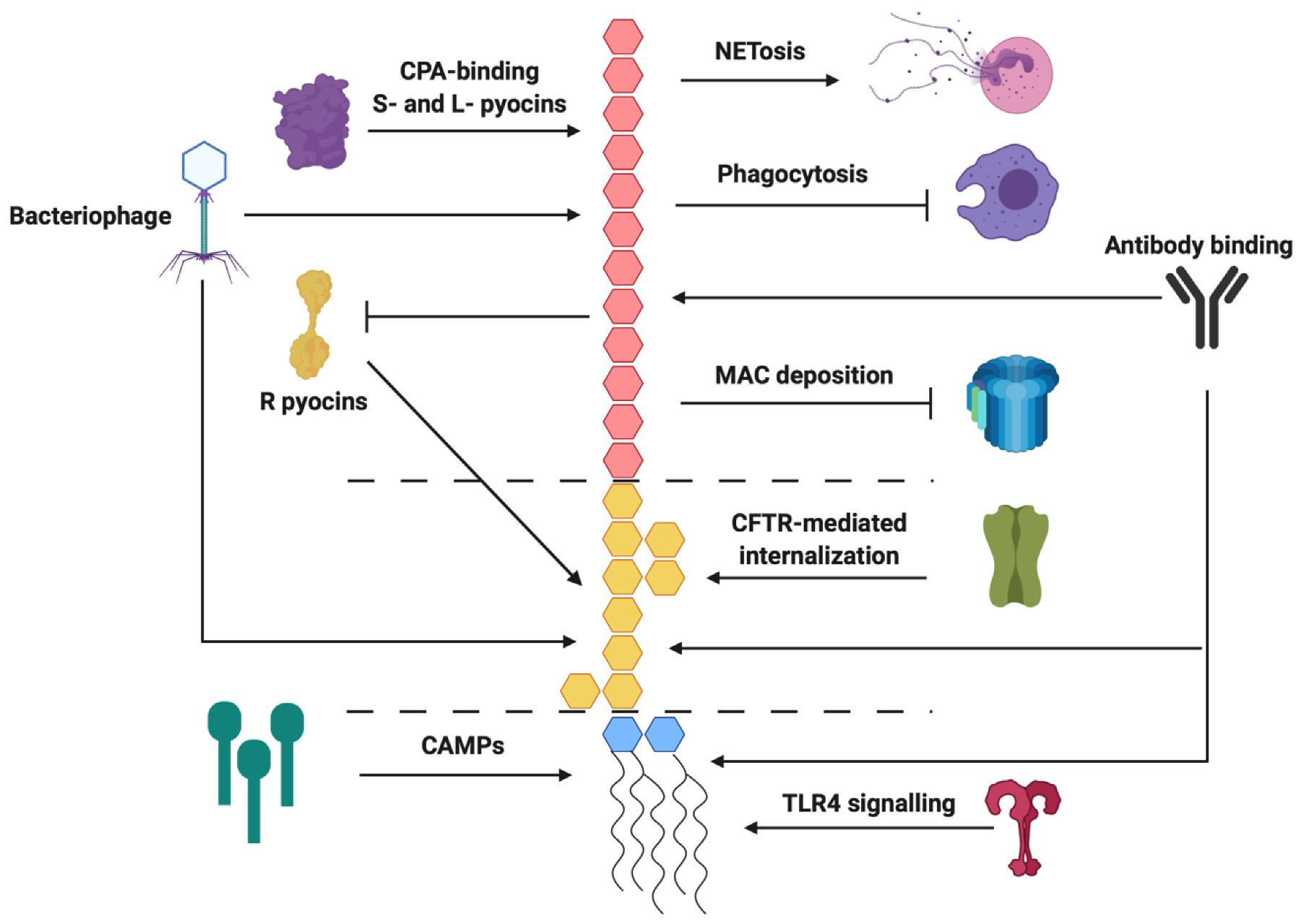 Pathogens 09 00006 g003