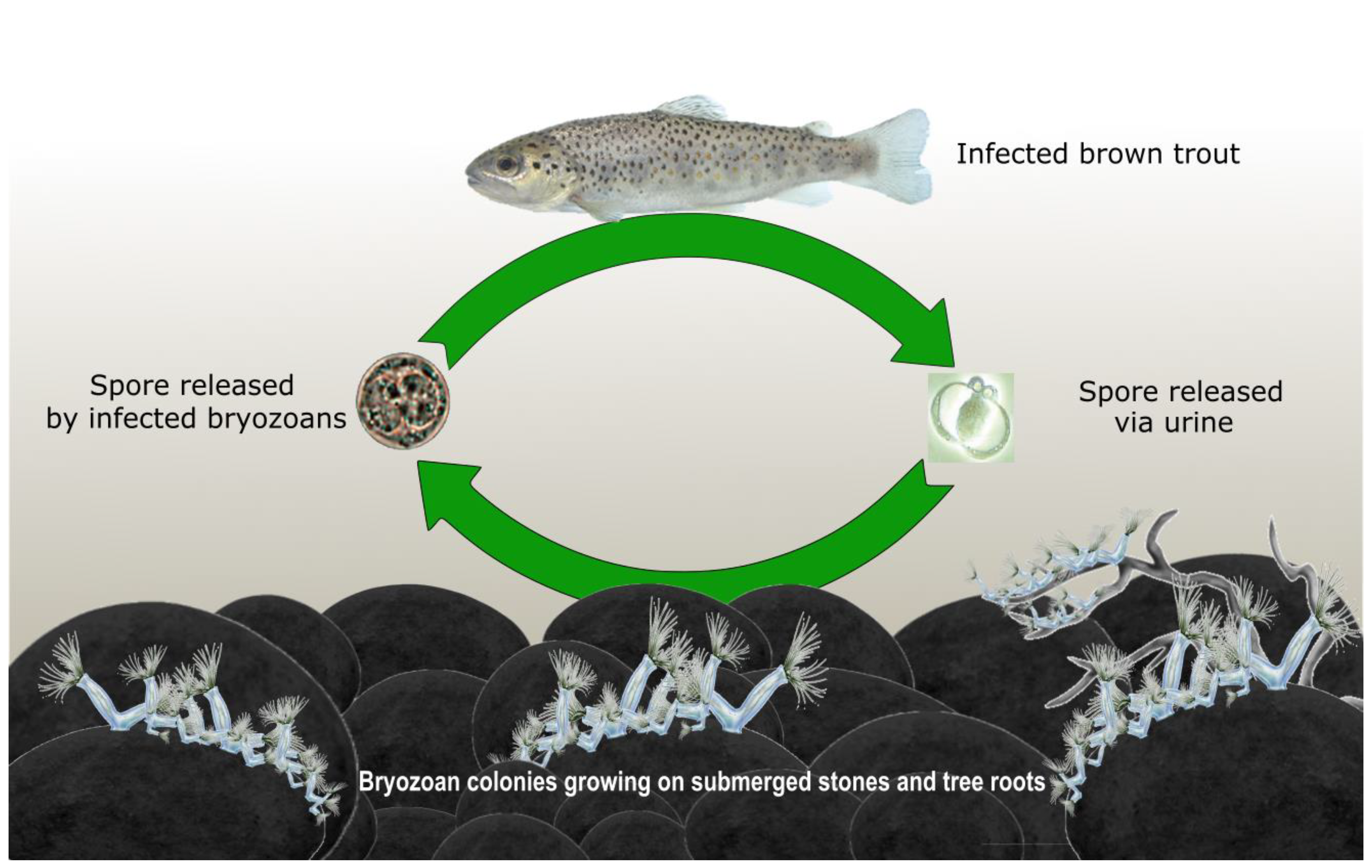 Pathogens 09 00016 g001