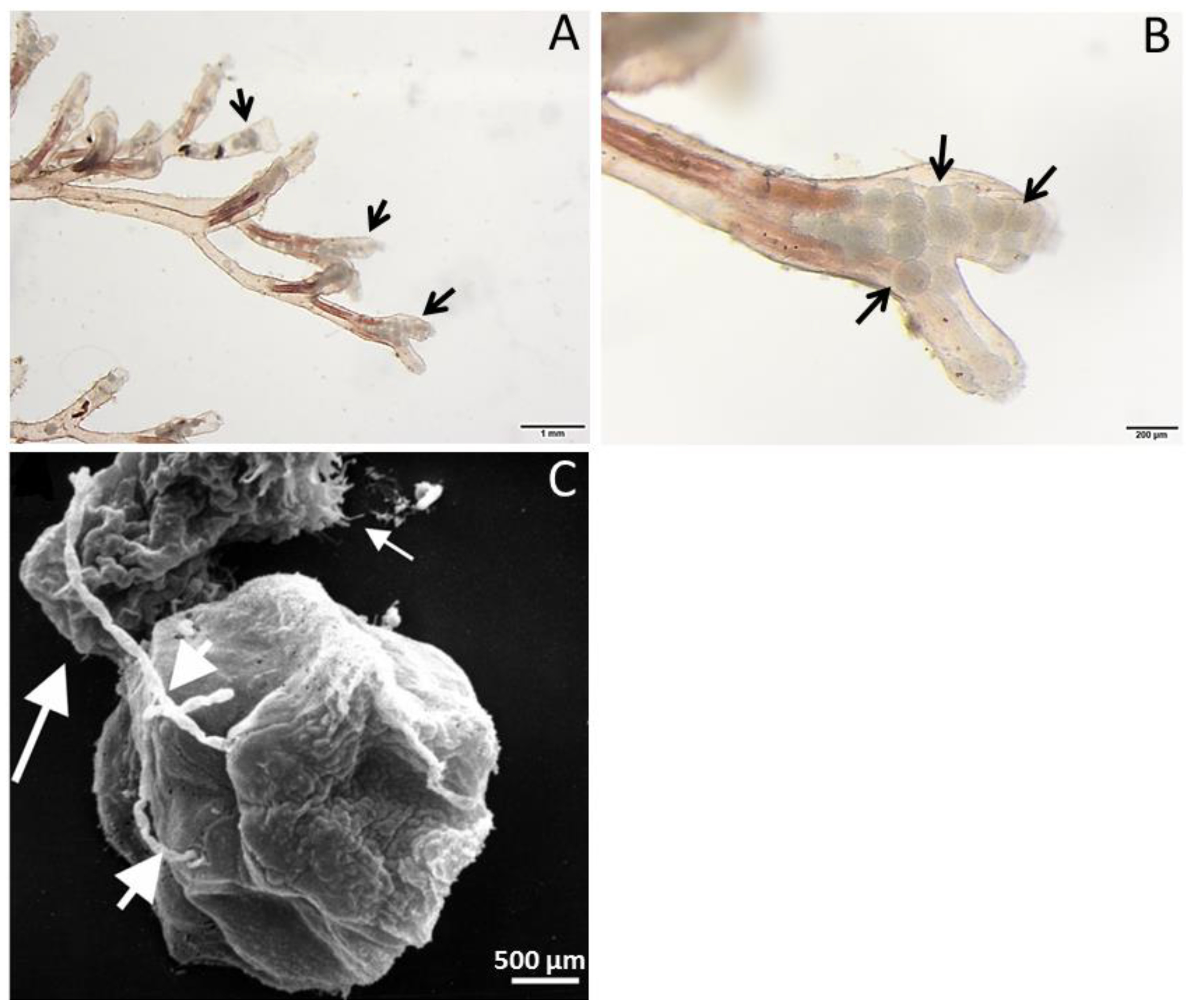 Pathogens 09 00016 g002