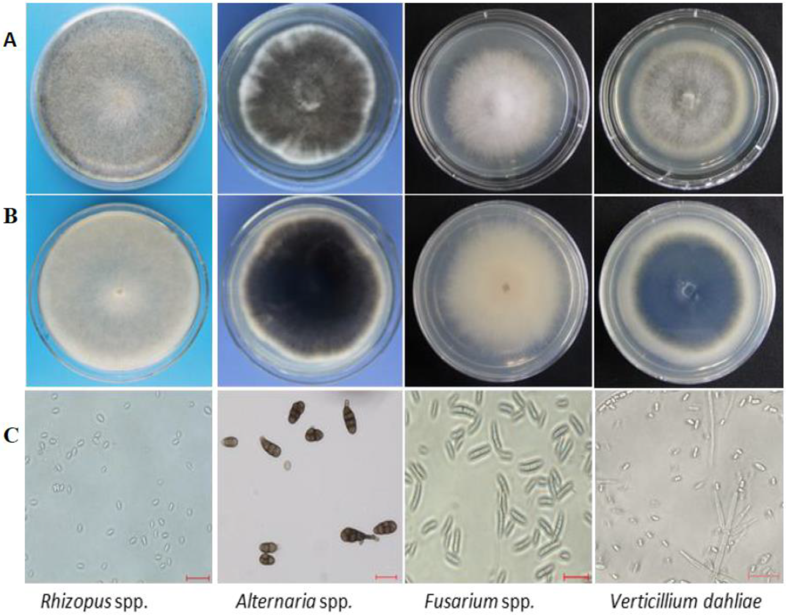 Pathogens 09 00029 g001 Pathogens 09 00029 g001