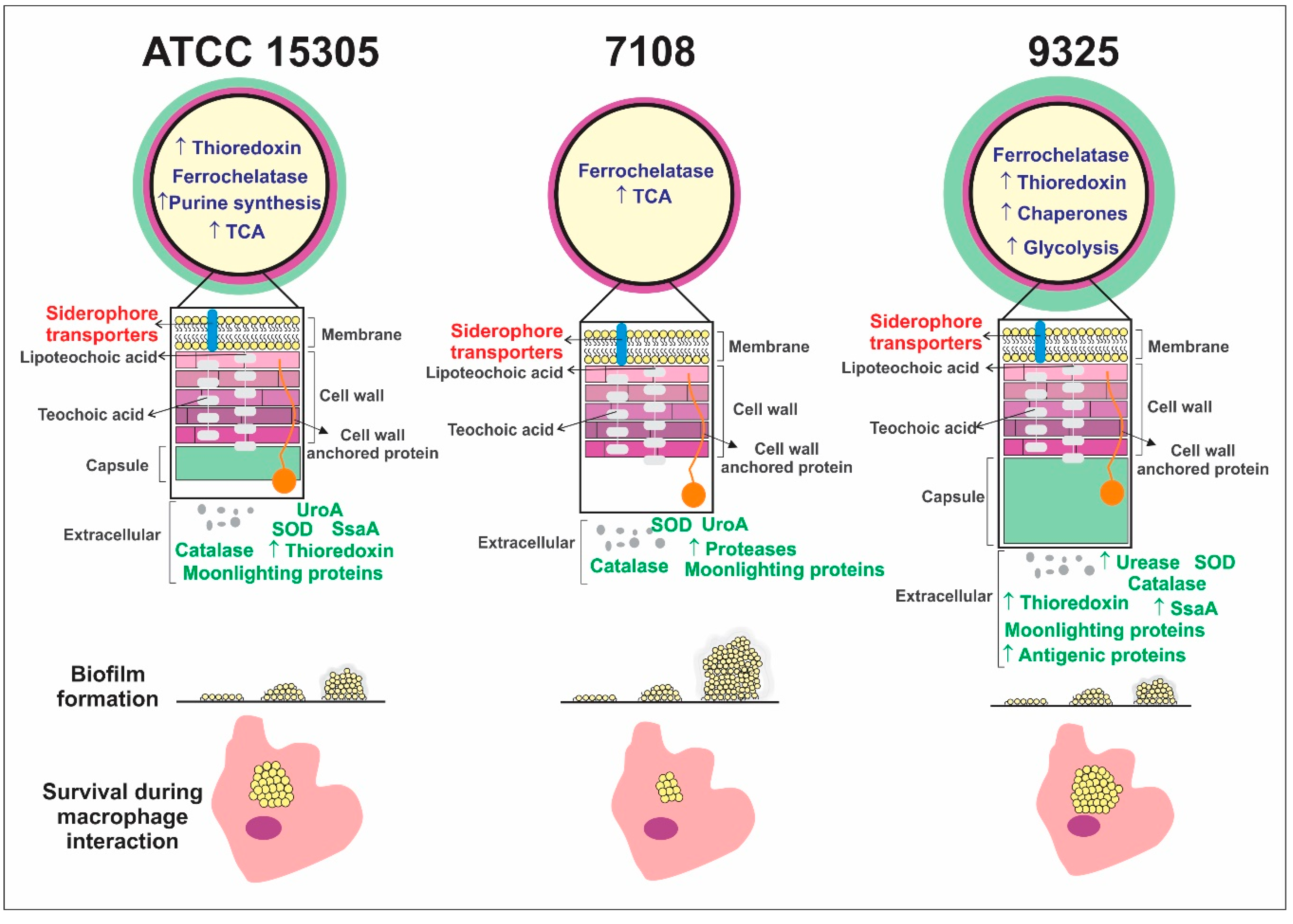 Pathogens 09 00069 g004 Pathogens 09 00069 g004