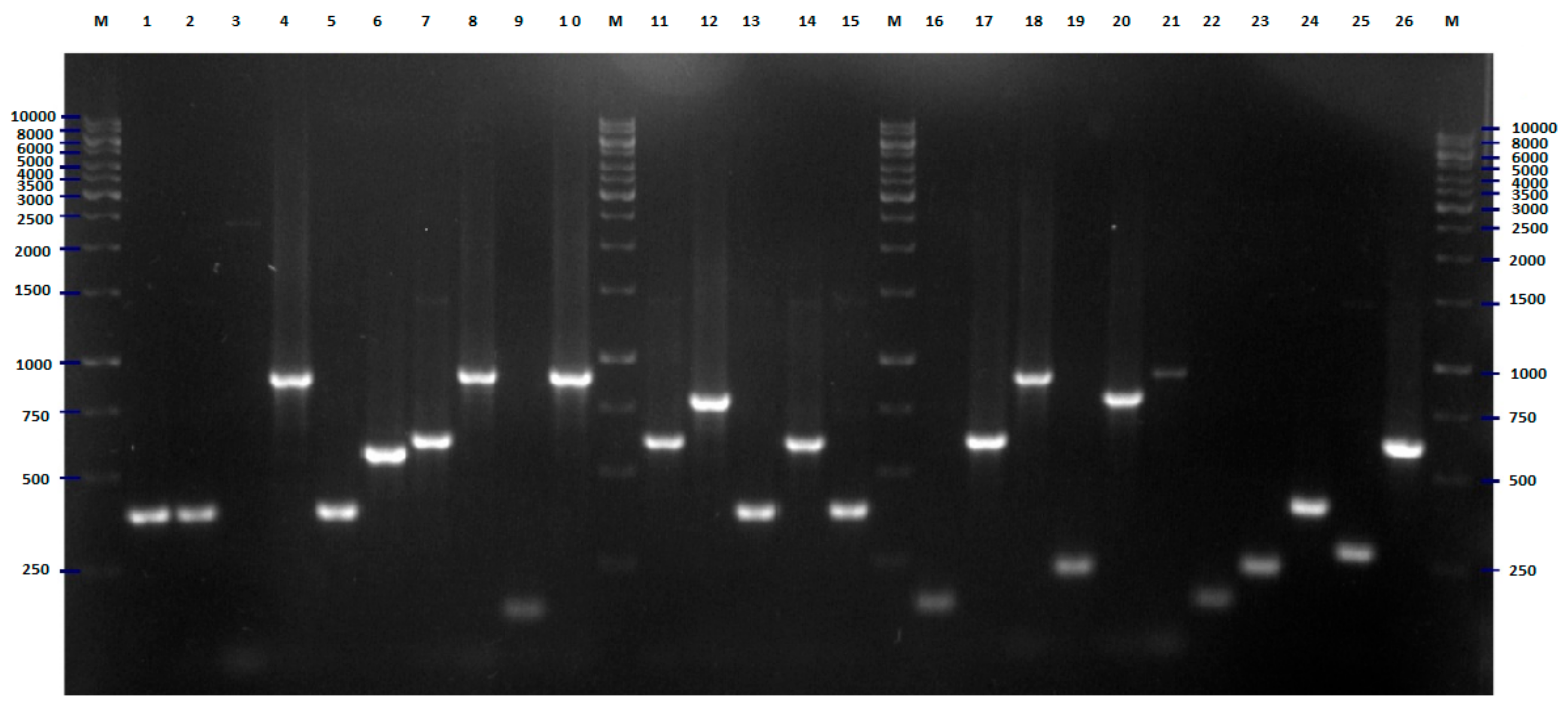 Pathogens 09 00073 g009