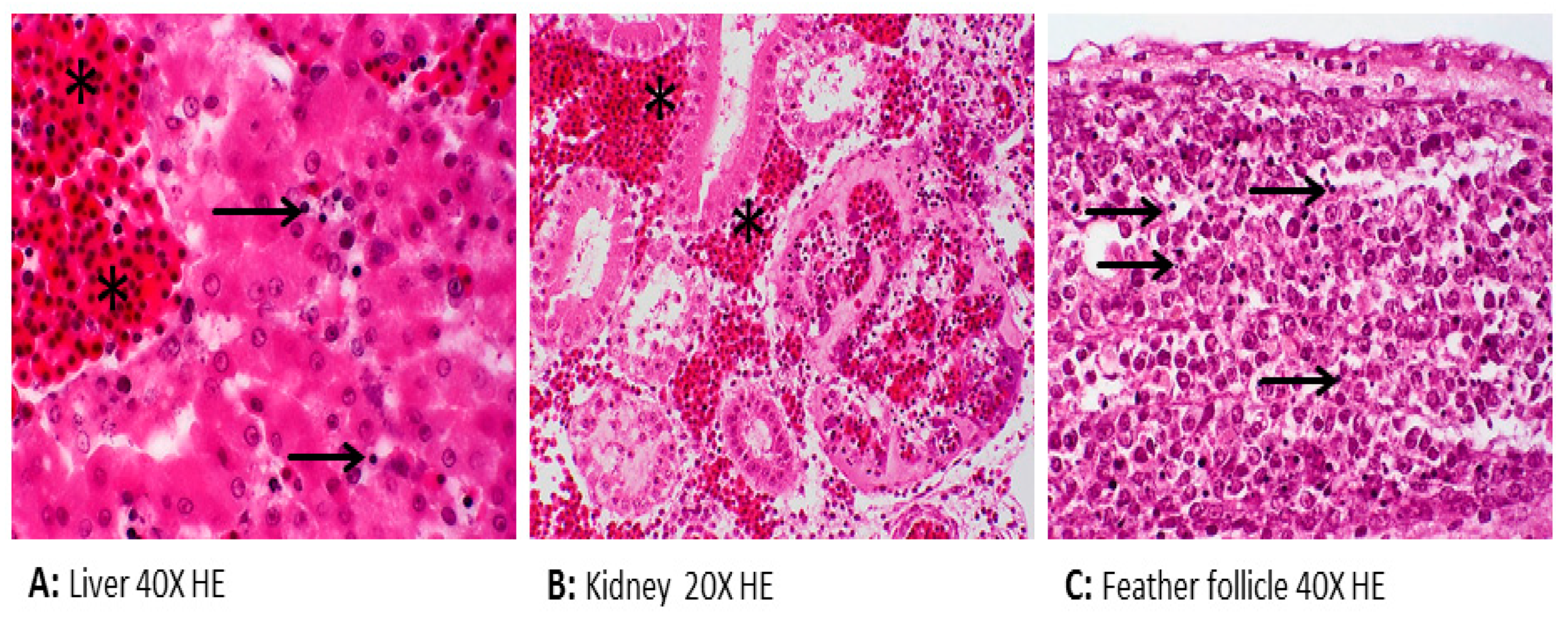 Pathogens 09 00077 g001