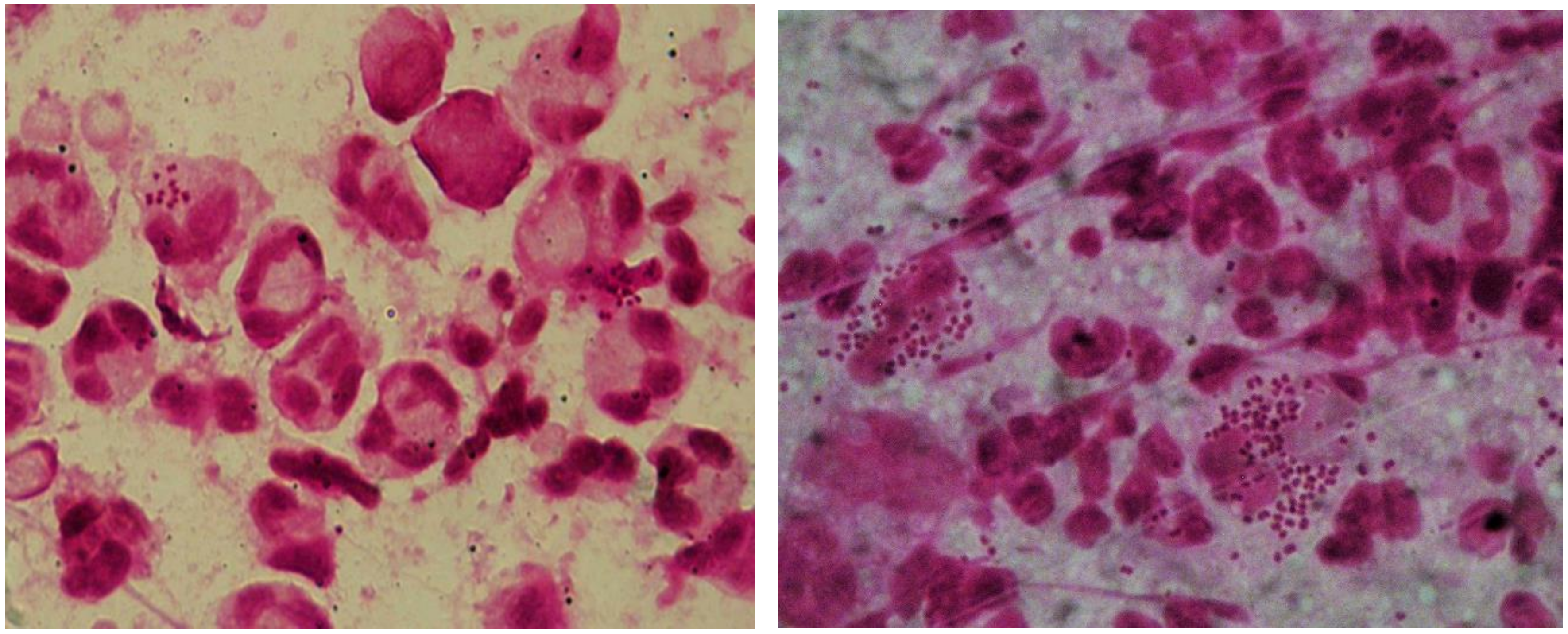 Pathogens 09 00091 g001