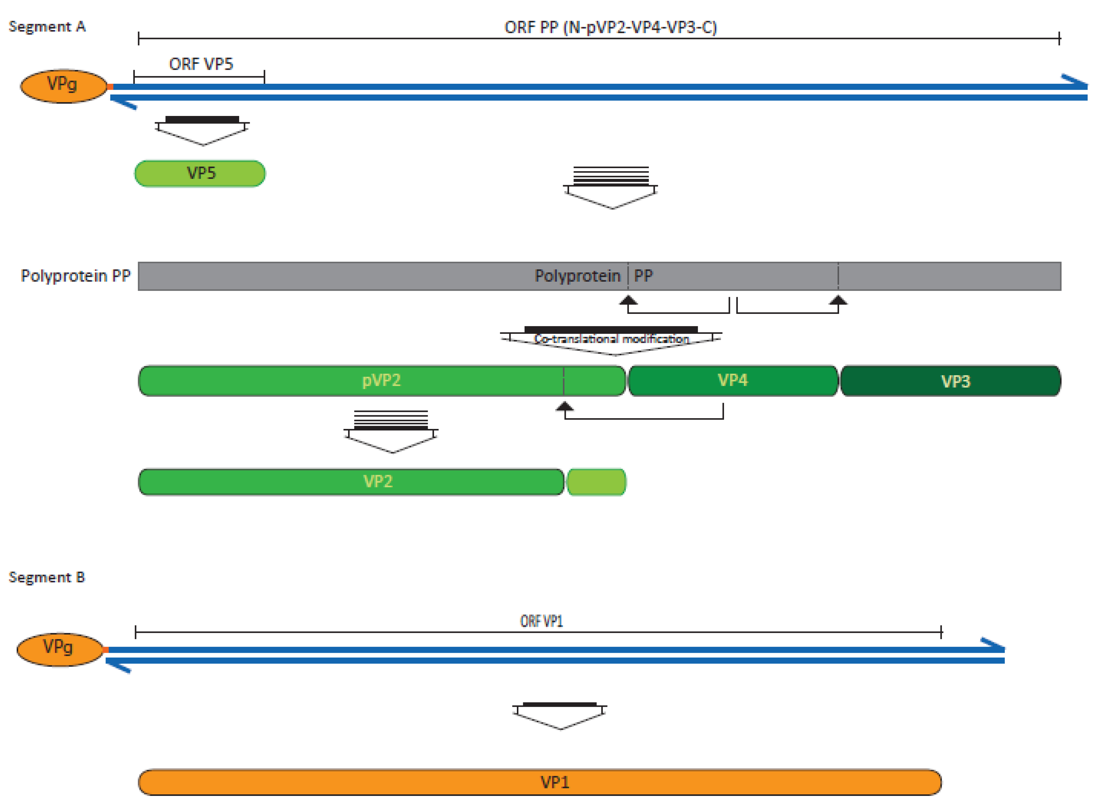Pathogens 09 00094 g001
