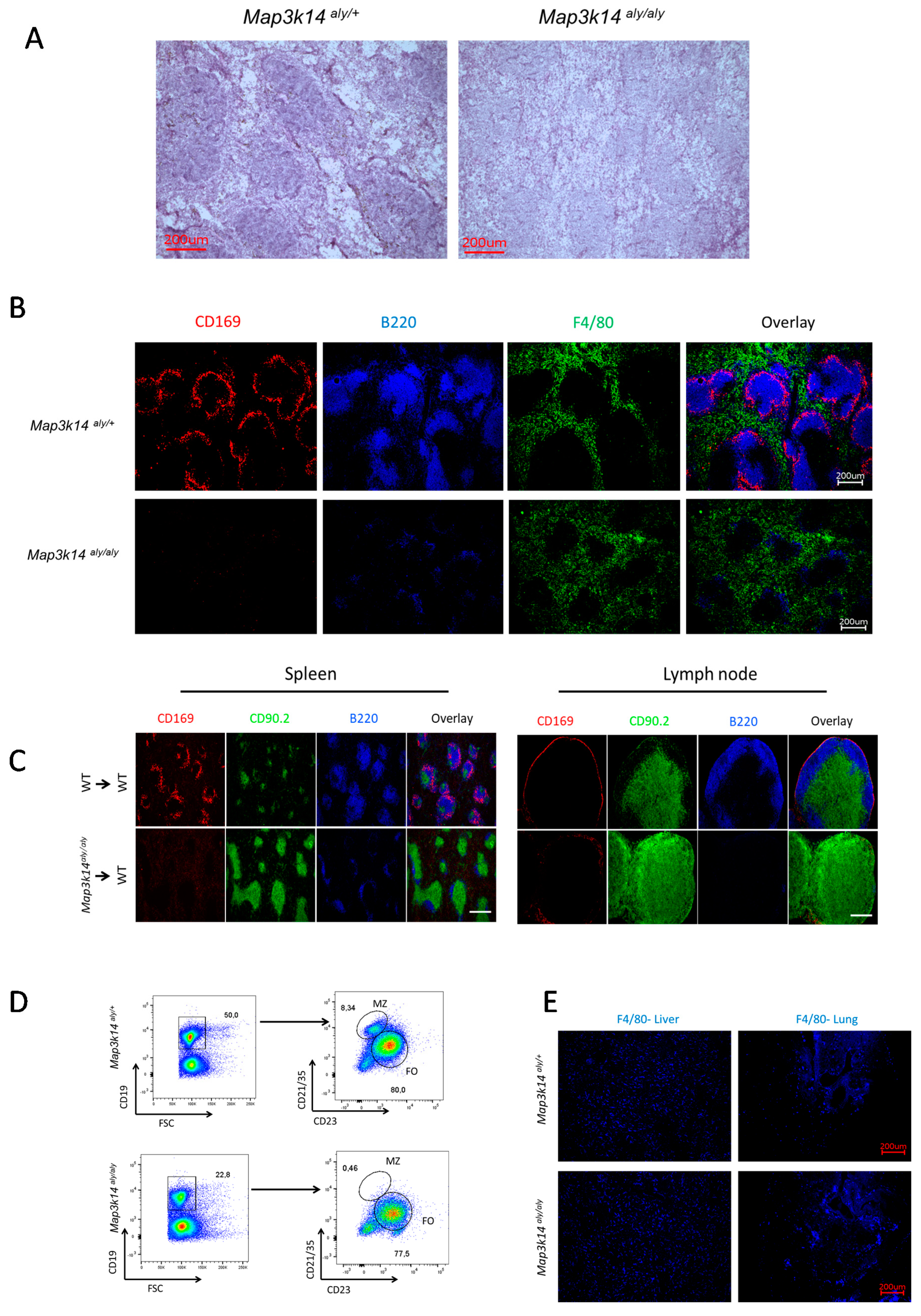 Pathogens 09 00096 g003