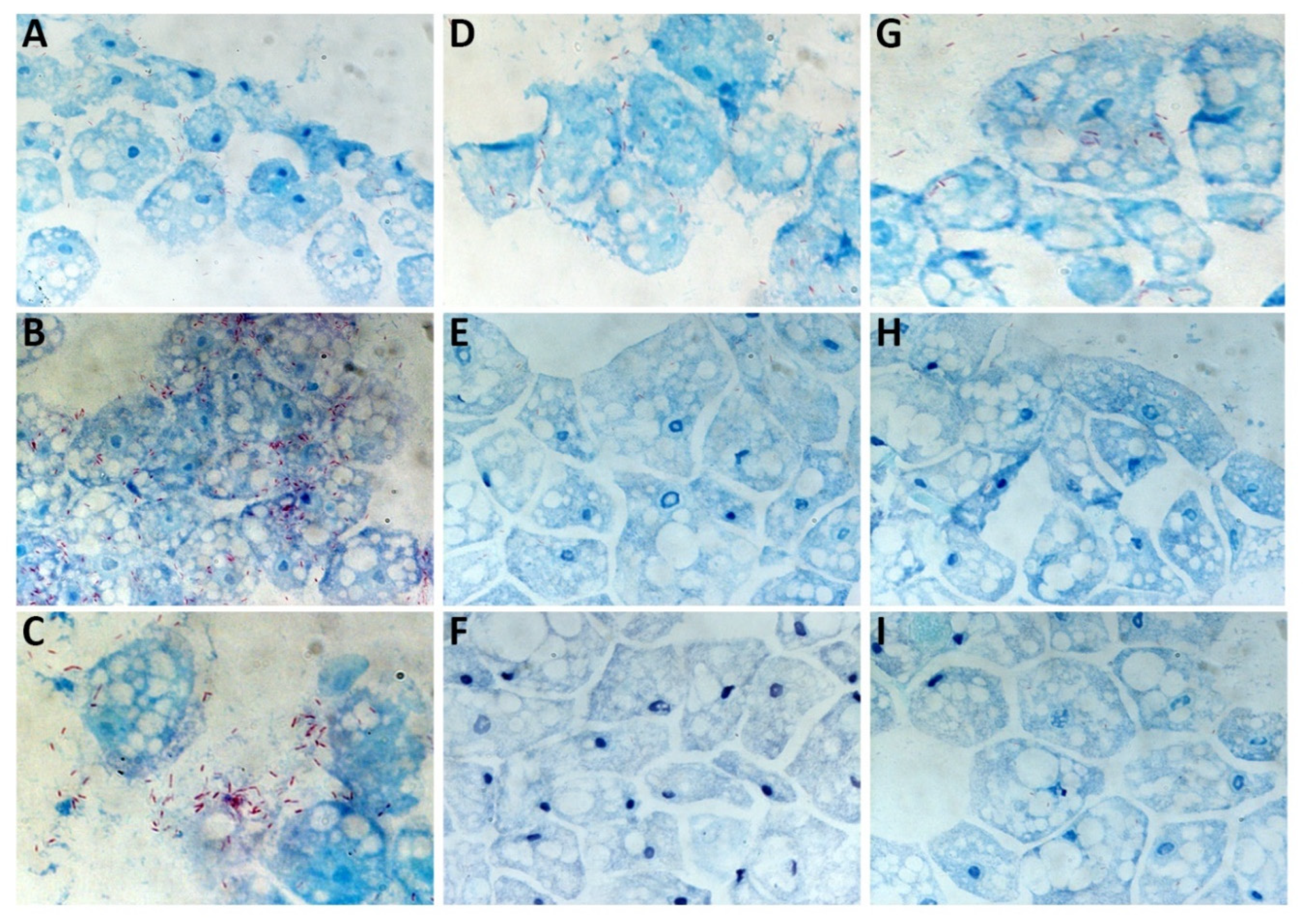 Pathogens 09 00105 g005 Pathogens 09 00105 g005