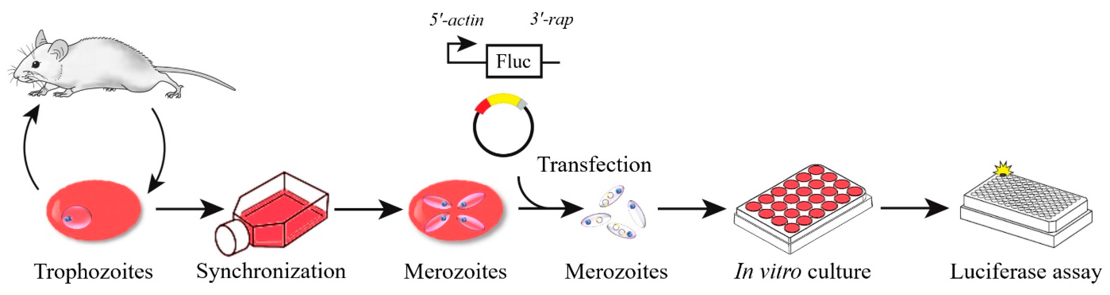 Pathogens 09 00108 g001