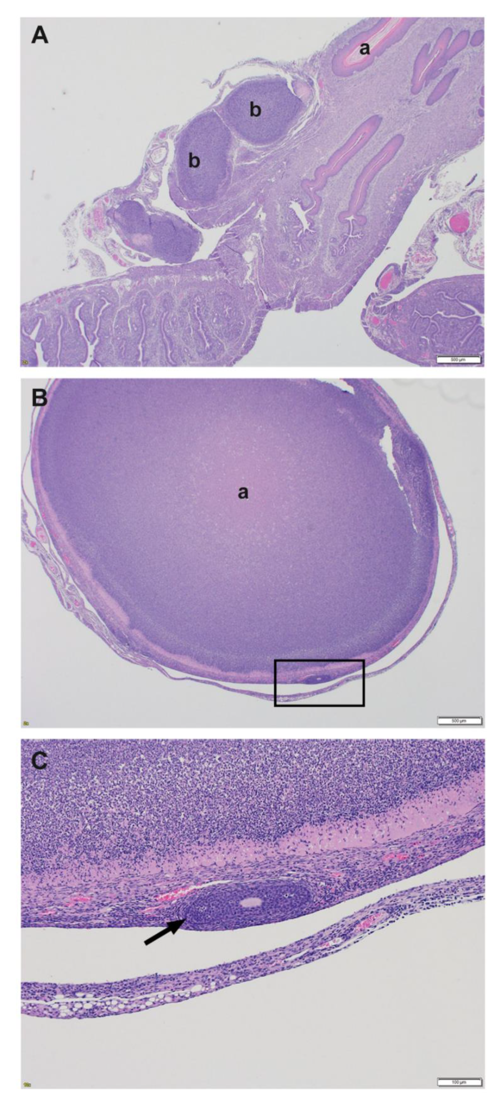Pathogens 09 00113 g004
