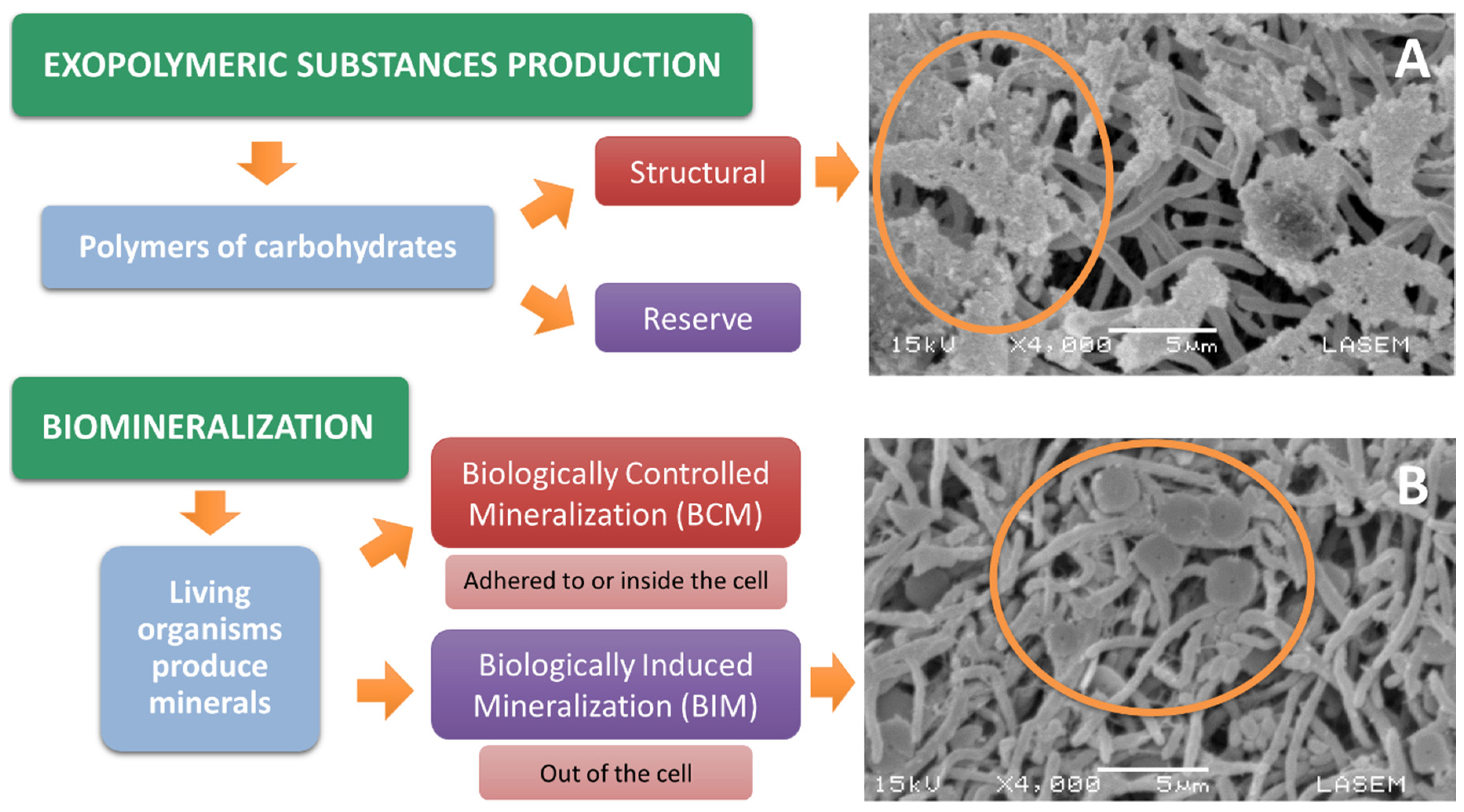Pathogens 09 00117 g004
