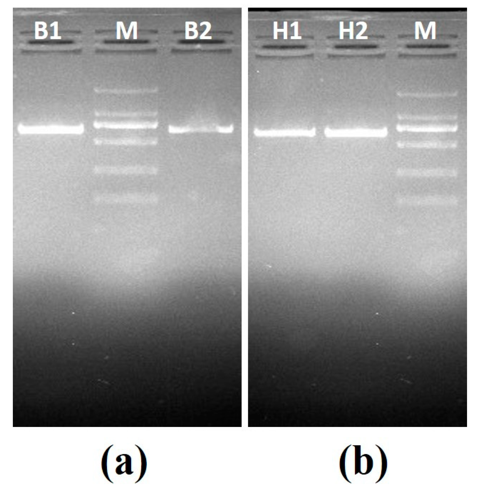 Pathogens 09 00122 g003 Pathogens 09 00122 g003