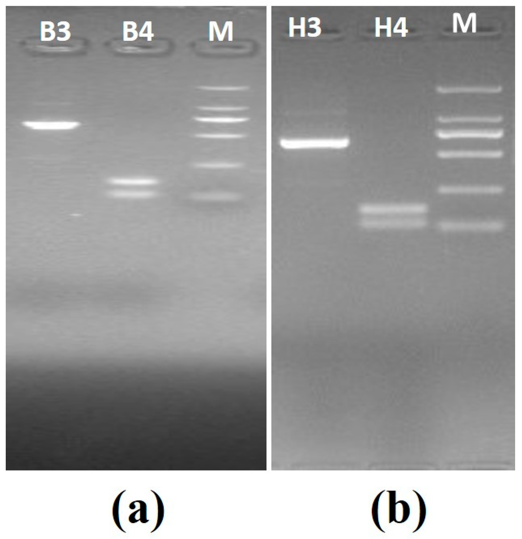 Pathogens 09 00122 g004 Pathogens 09 00122 g004