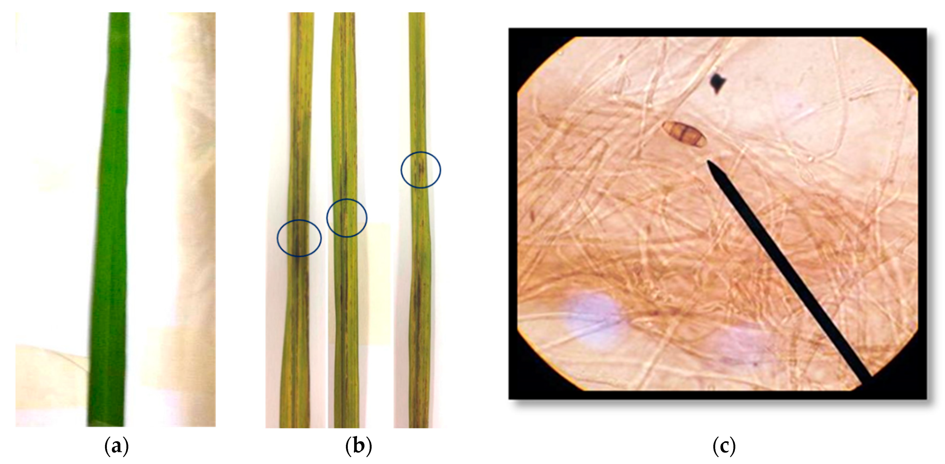 Pathogens 09 00126 g002