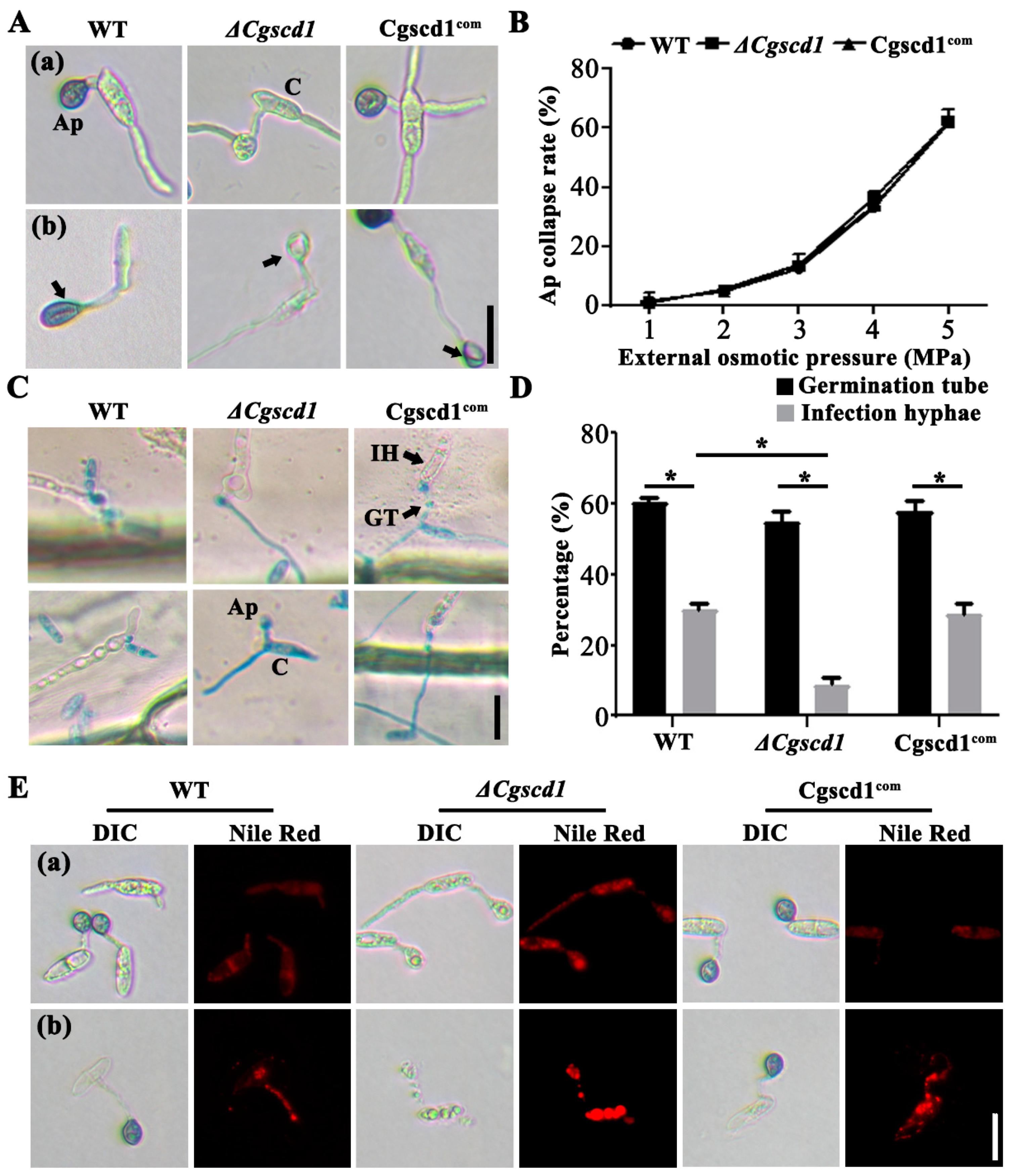 Pathogens 09 00141 g006